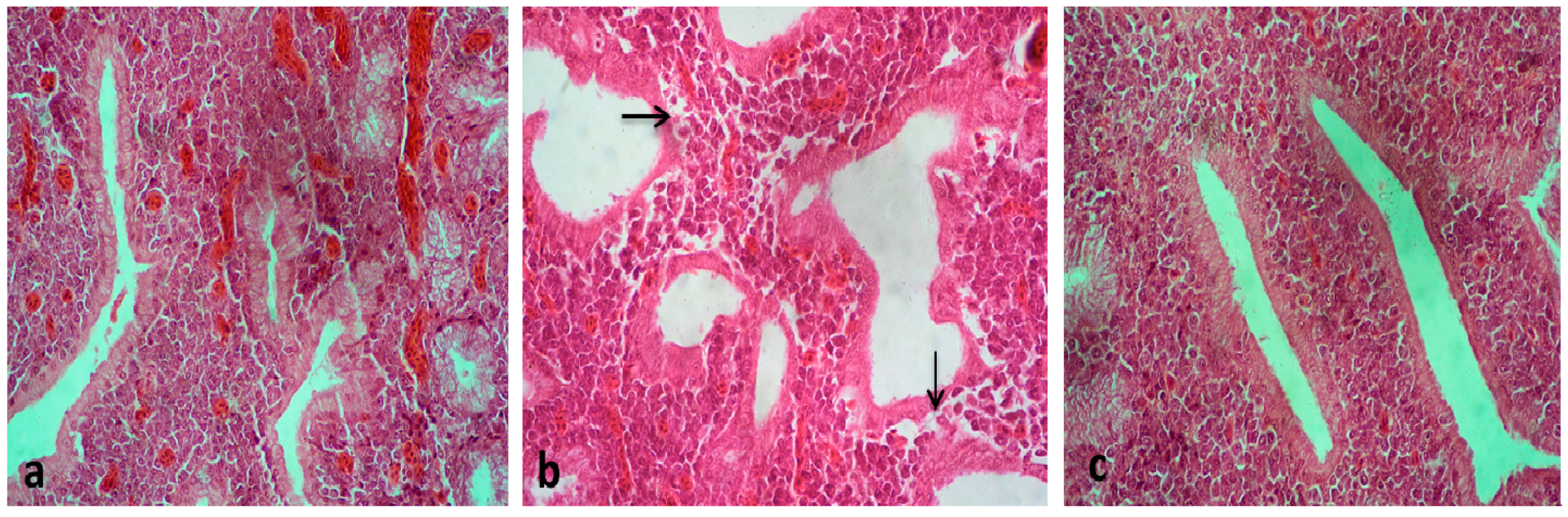 Vaccines 08 00627 g003 Vaccines 08 00627 g003