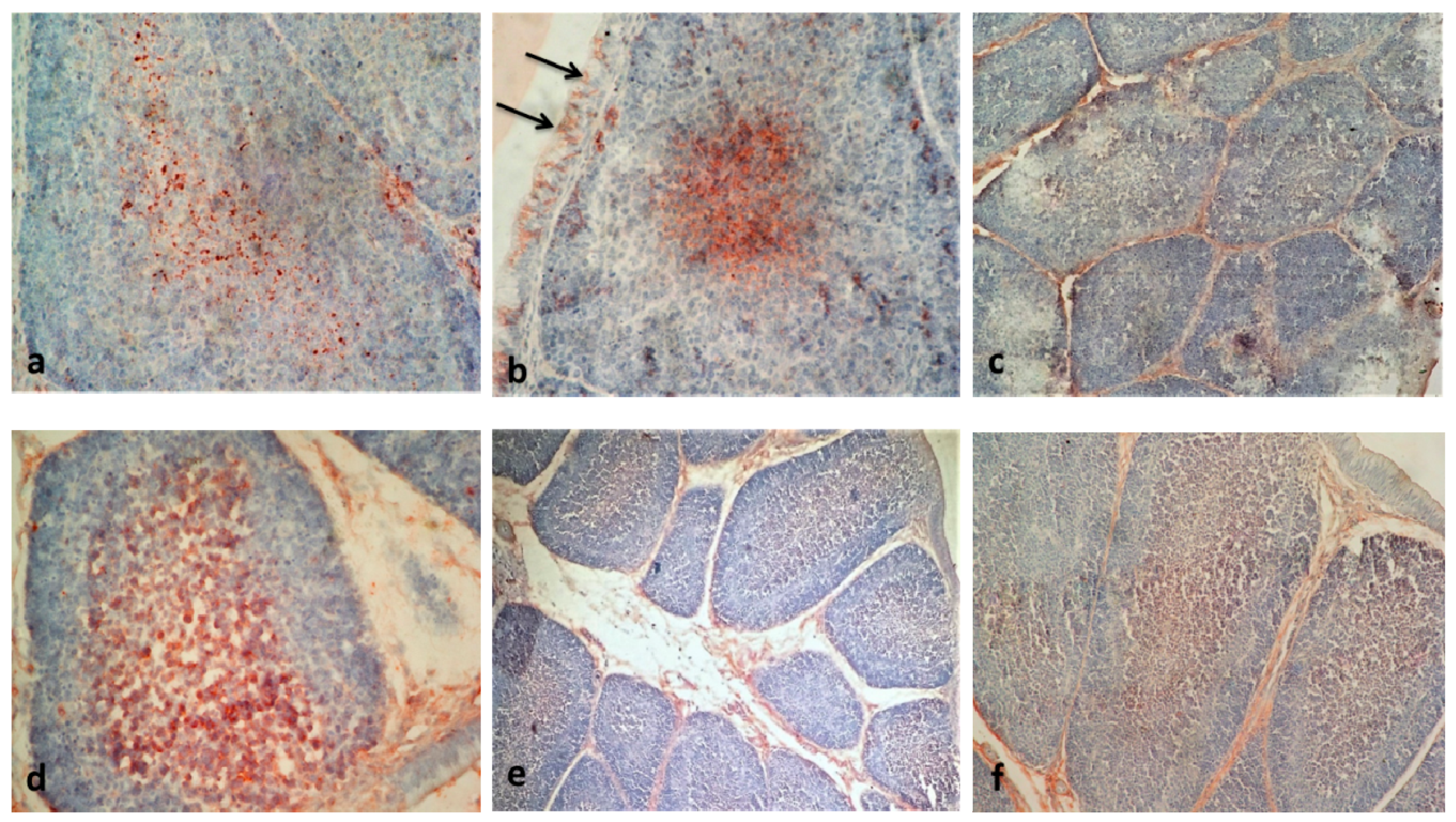 Vaccines 08 00627 g004 Vaccines 08 00627 g004