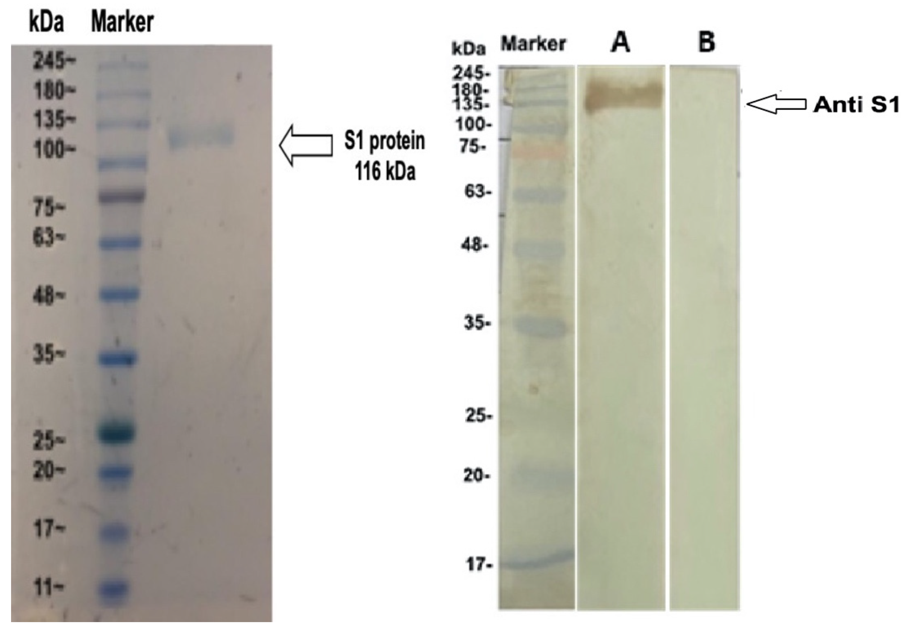Vaccines 08 00634 g003 Vaccines 08 00634 g003