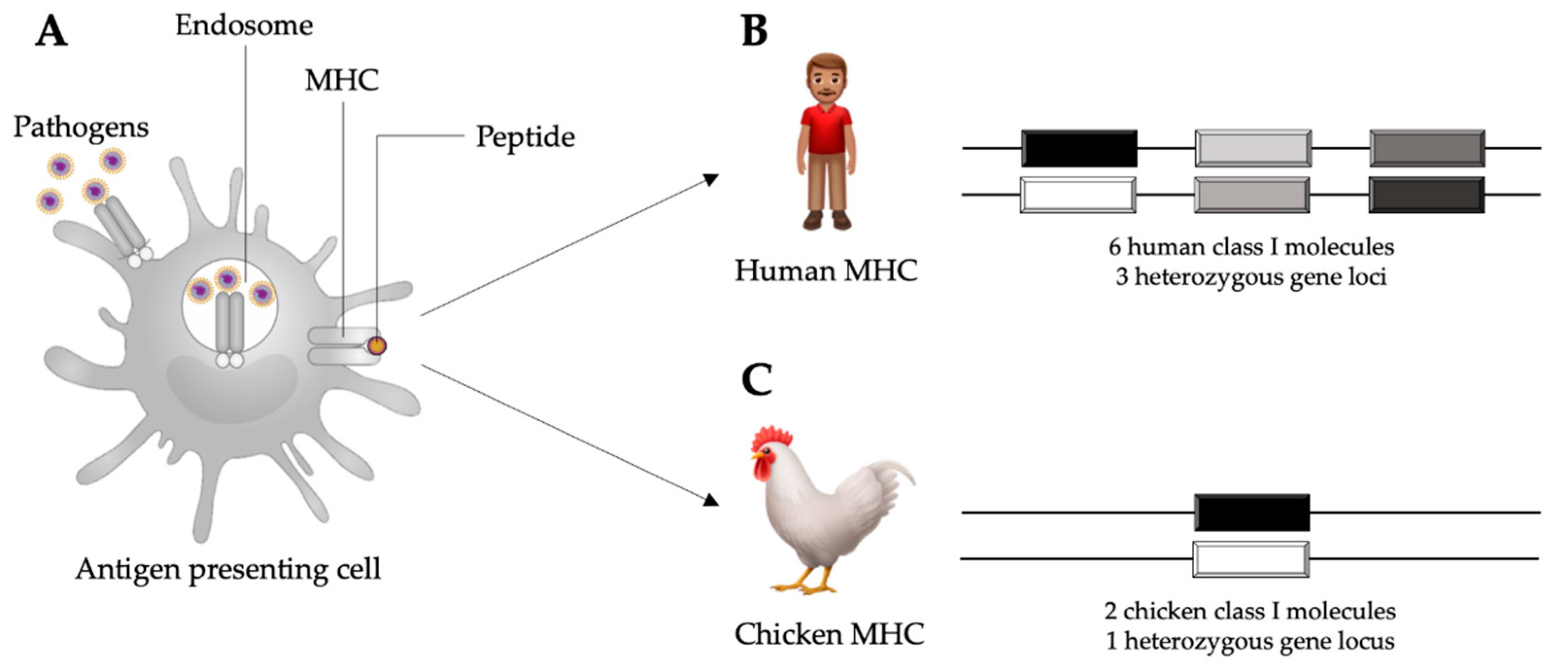 Vaccines | Free Full-Text | The Chicken MHC: into Genetic Resistance, Immunity, Inflammation Following Infectious Bronchitis Virus Infections | HTML