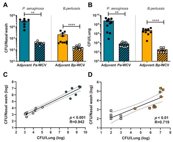 Vaccines Free Full Text Innate And Adaptive Immune Responses Against Bordetella Pertussis And Pseudomonas Aeruginosa In A Murine Model Of Mucosal Vaccination Against Respiratory Infection Html