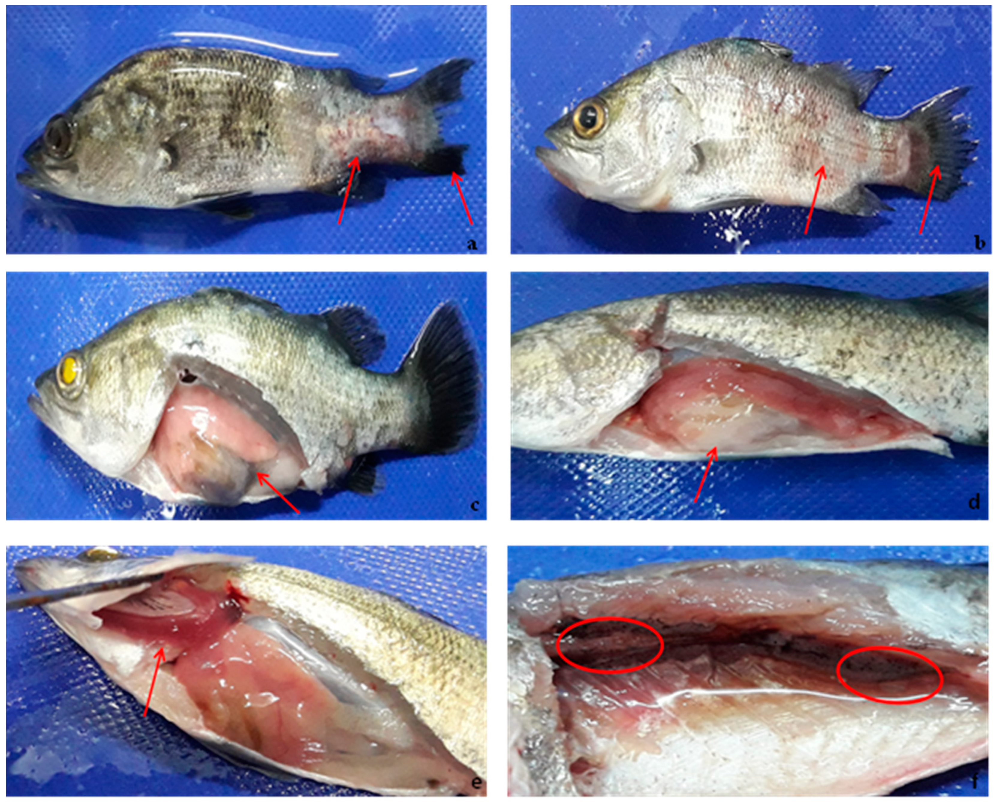 Vaccines 08 00660 g006