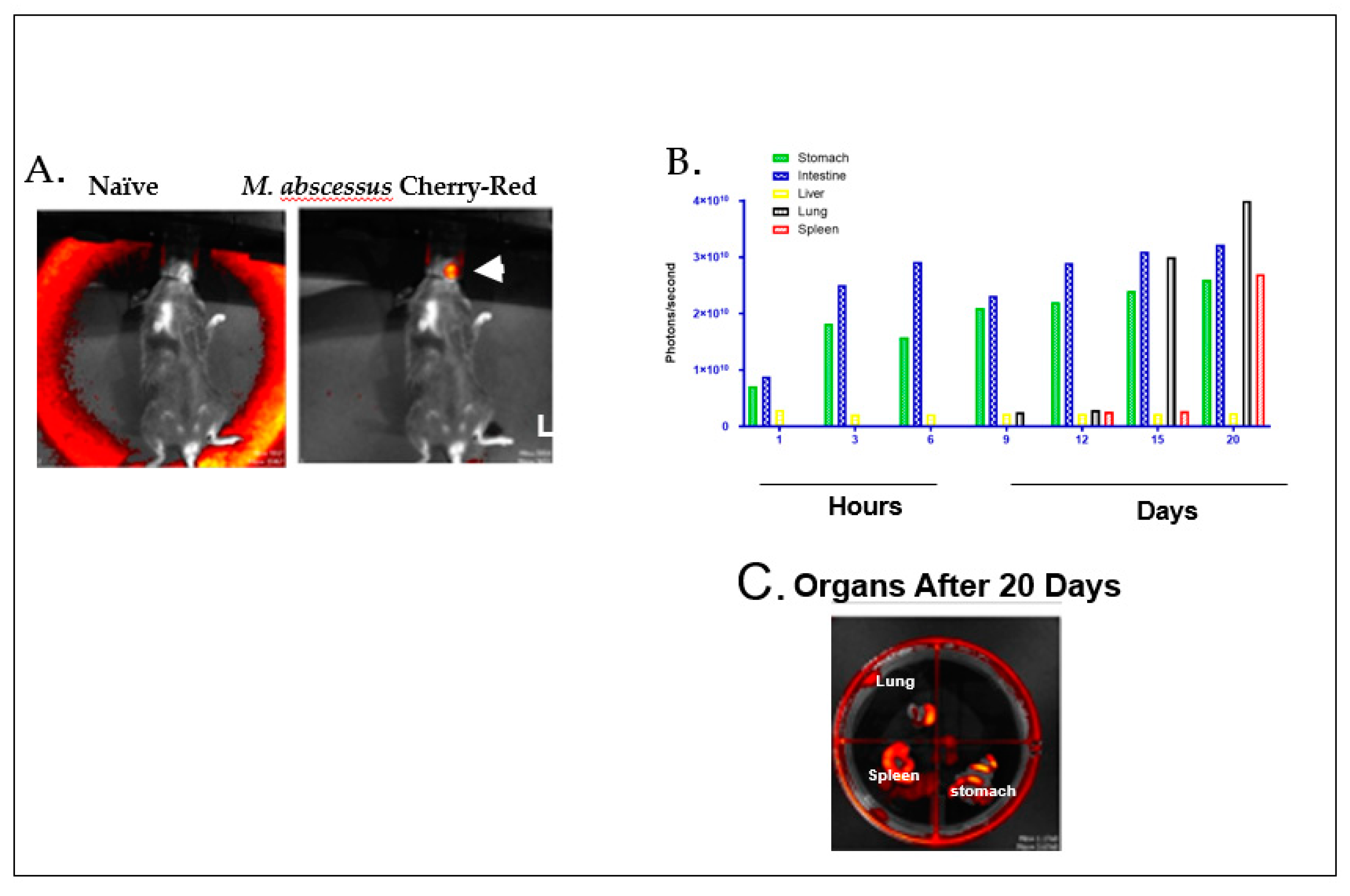 Vaccines 08 00688 g001 Vaccines 08 00688 g001