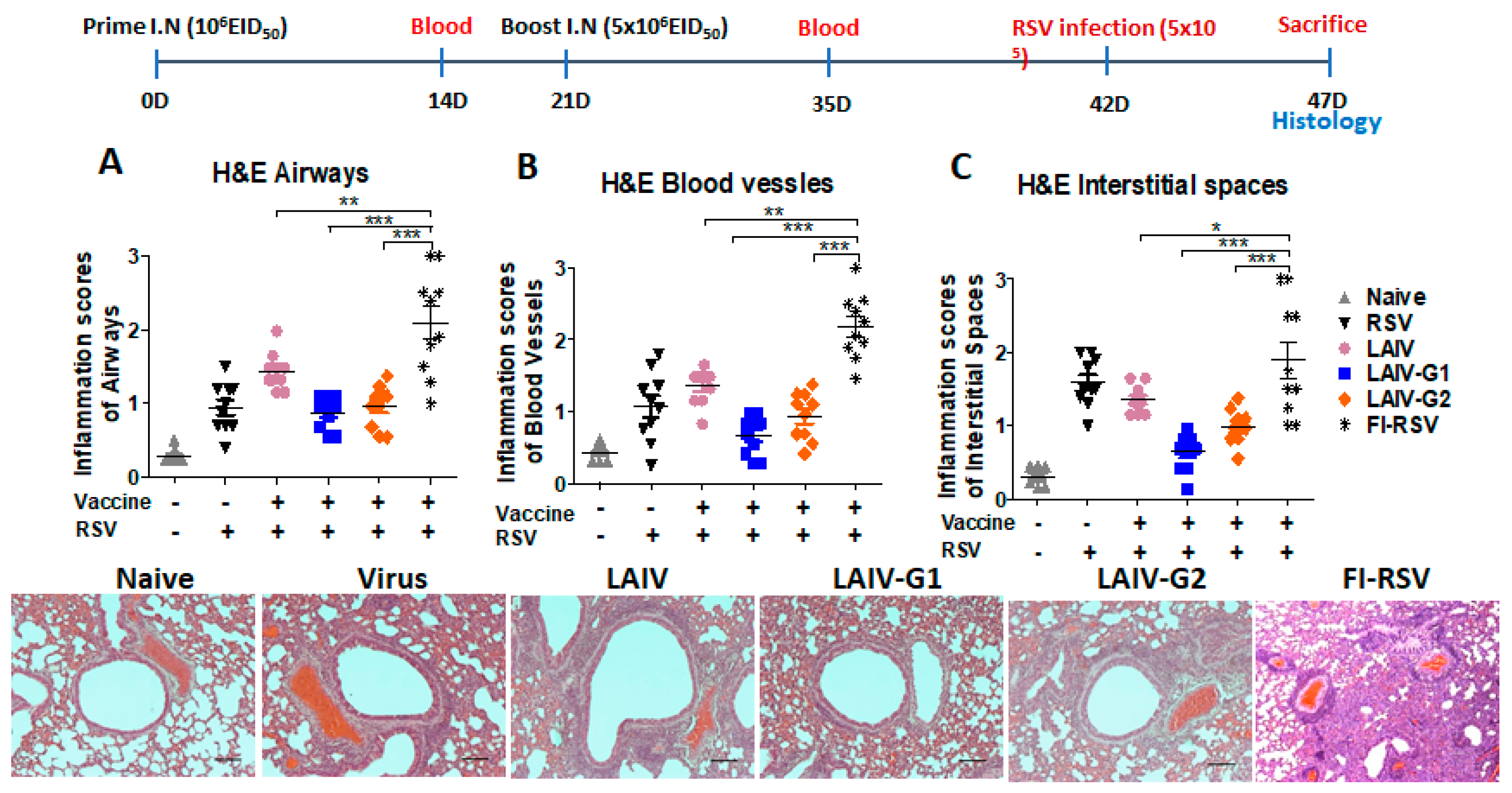 Vaccines 08 00716 g005