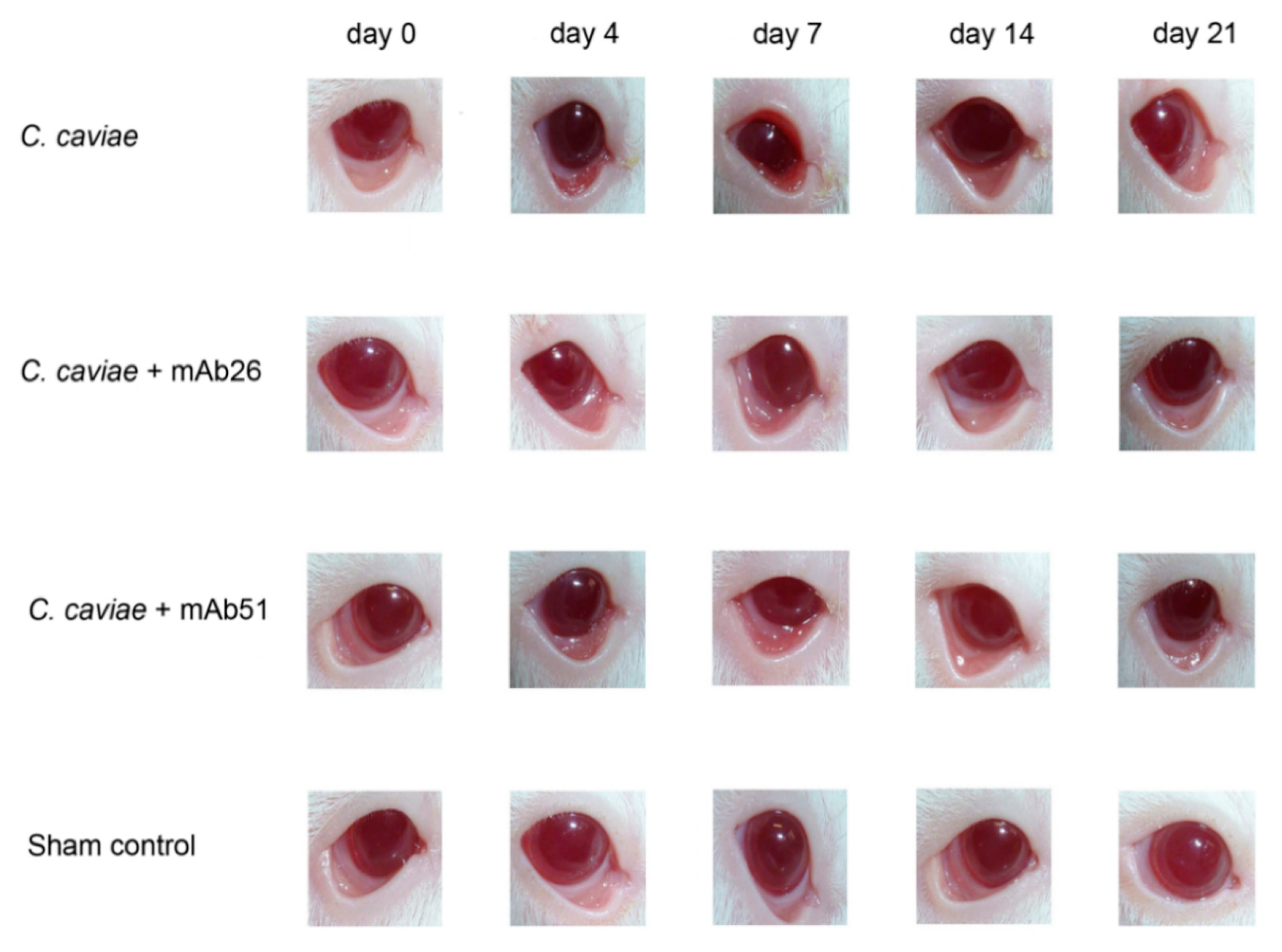 Vaccines 08 00719 g006 Vaccines 08 00719 g006