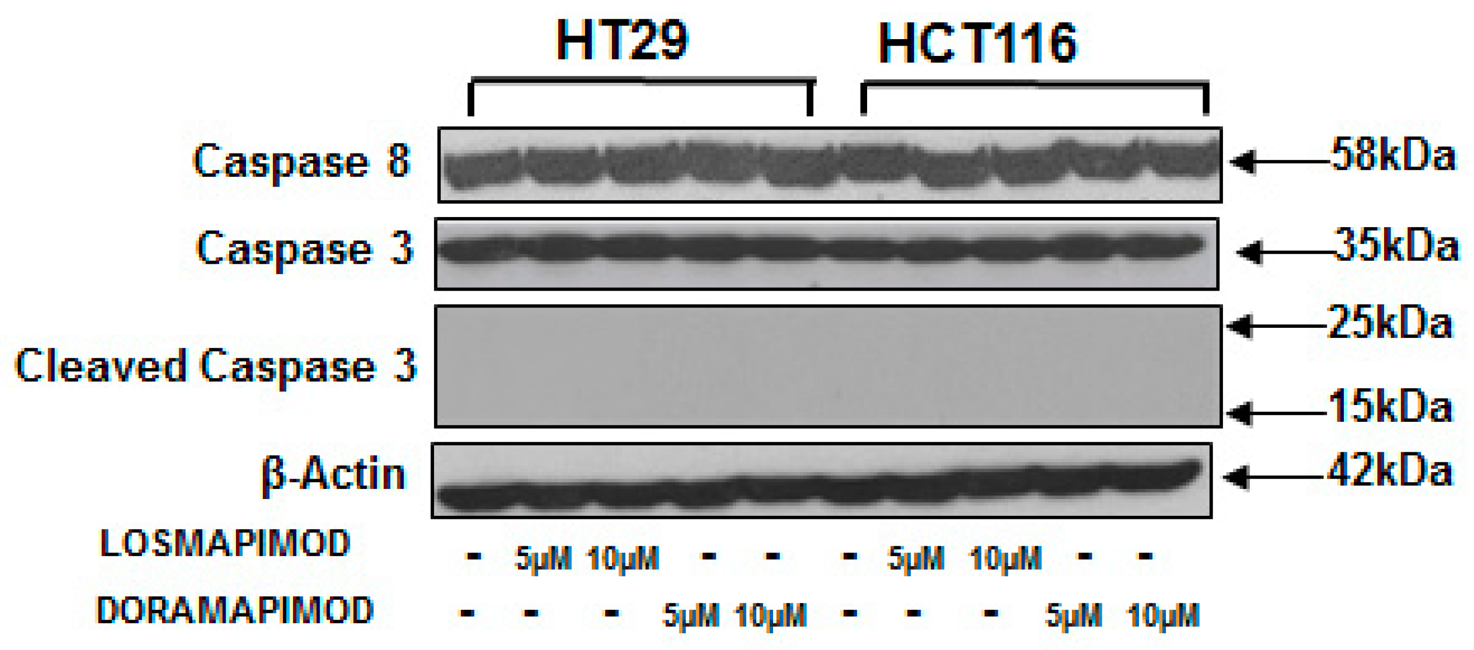 Vaccines 08 00720 g006