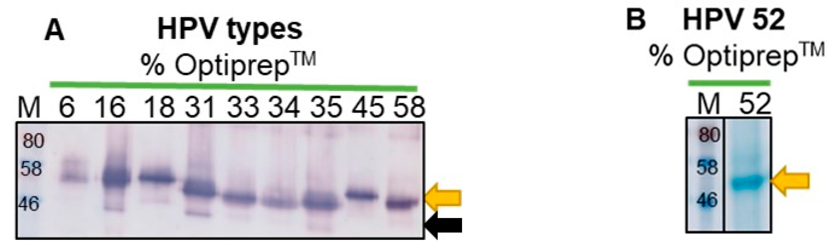 Vaccines 08 00740 g001a Vaccines 08 00740 g001a