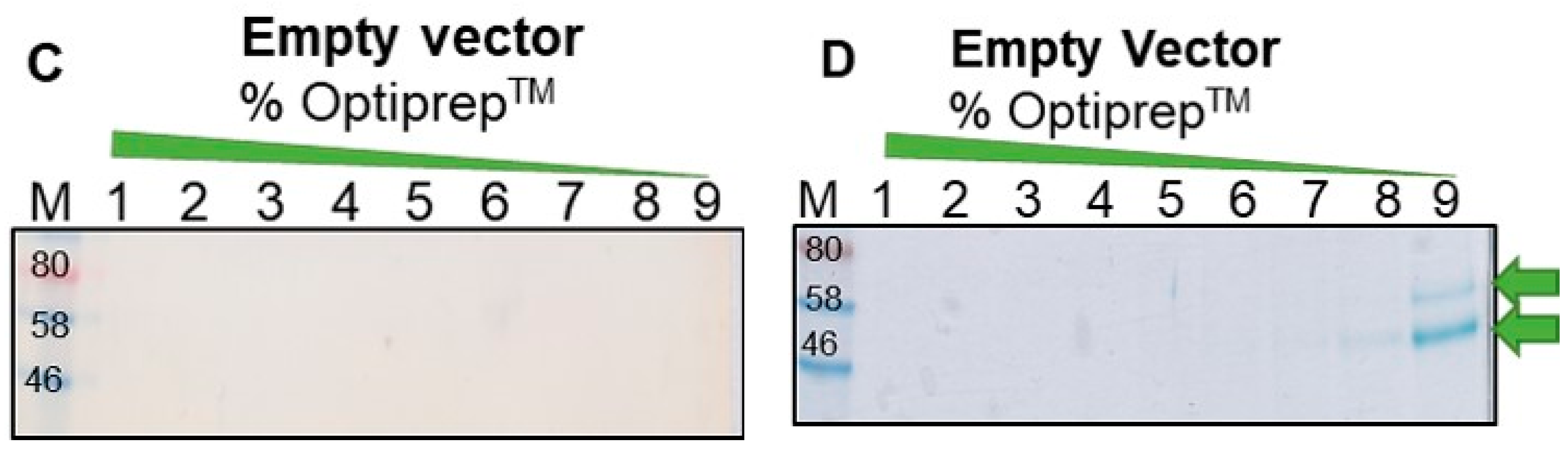 Vaccines 08 00740 g001b Vaccines 08 00740 g001b