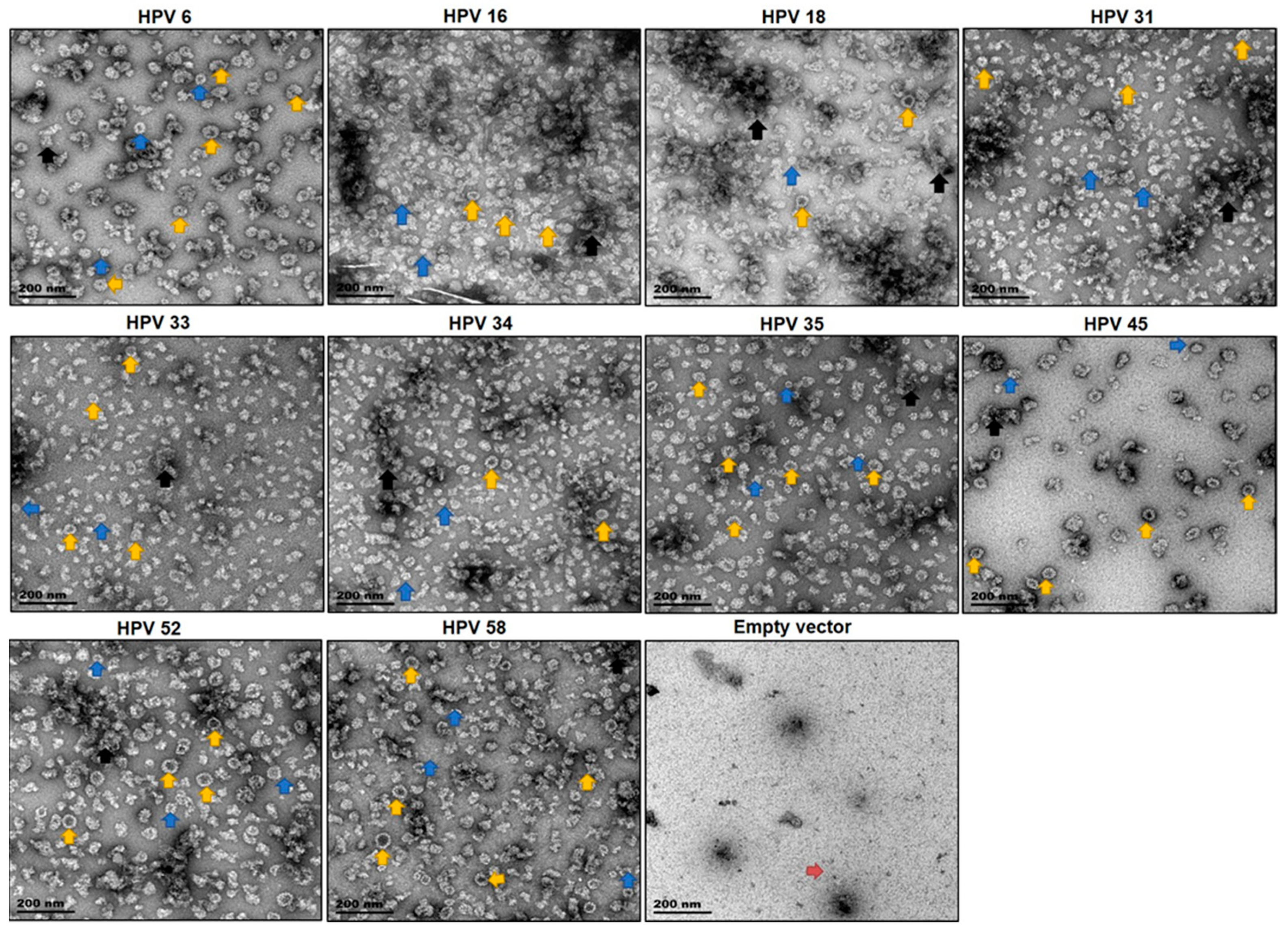 Vaccines 08 00740 g002 Vaccines 08 00740 g002