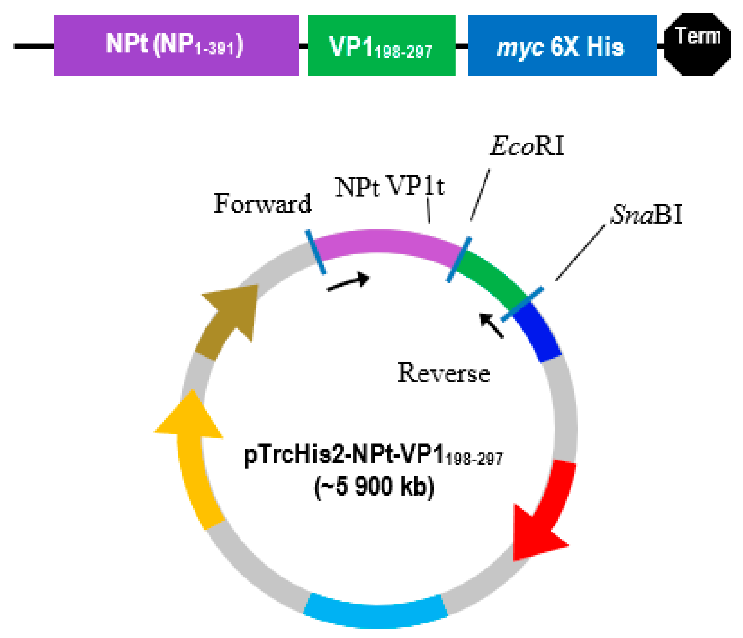 Vaccines 08 00742 g003
