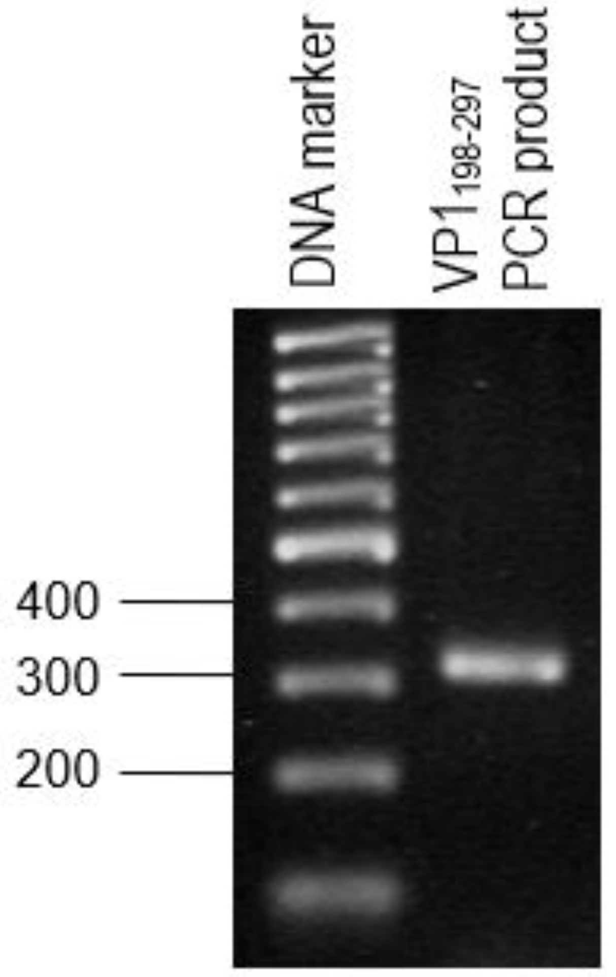 Vaccines 08 00742 g004