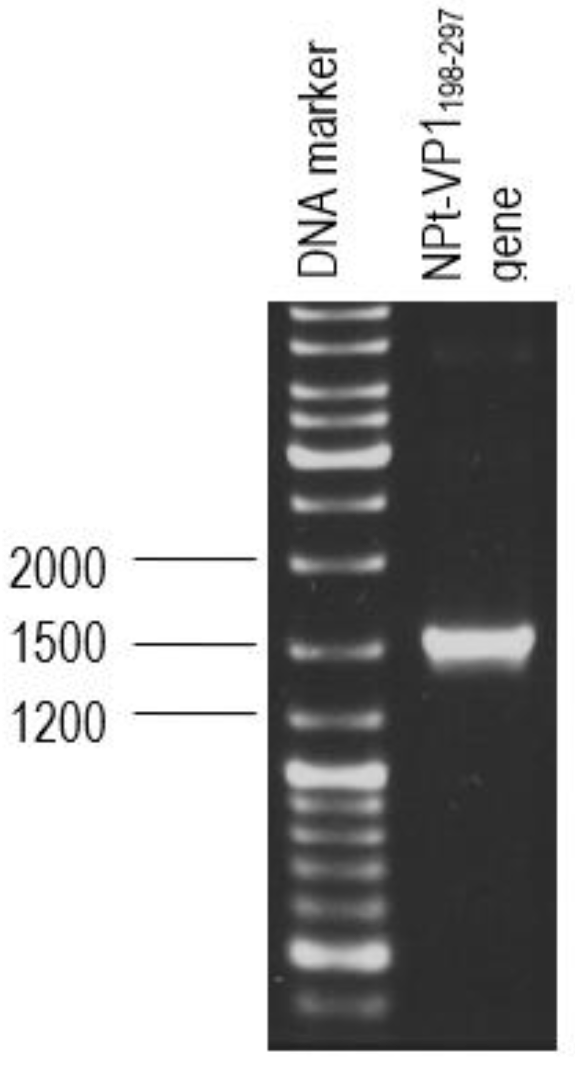 Vaccines 08 00742 g005