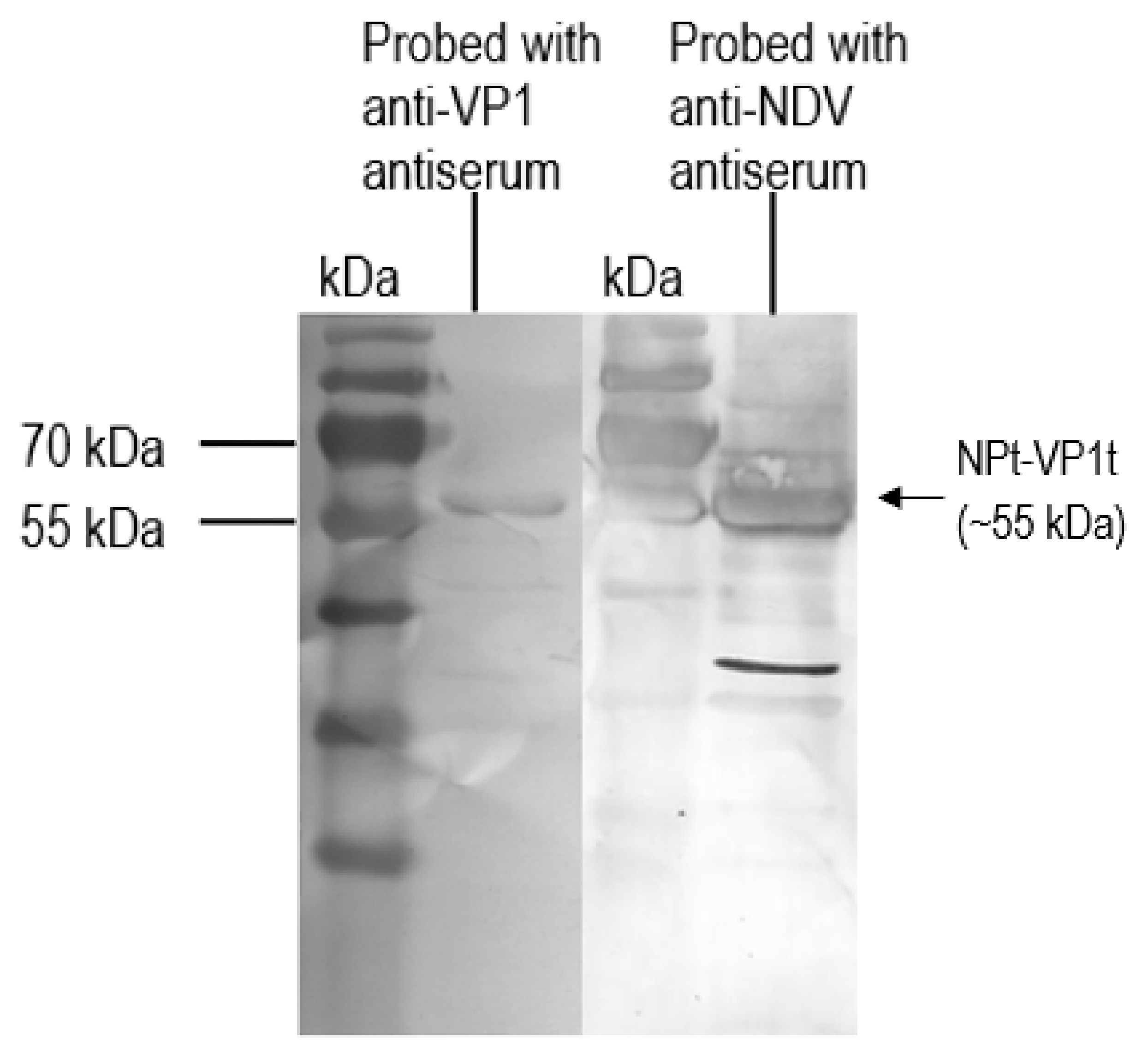 Vaccines 08 00742 g008