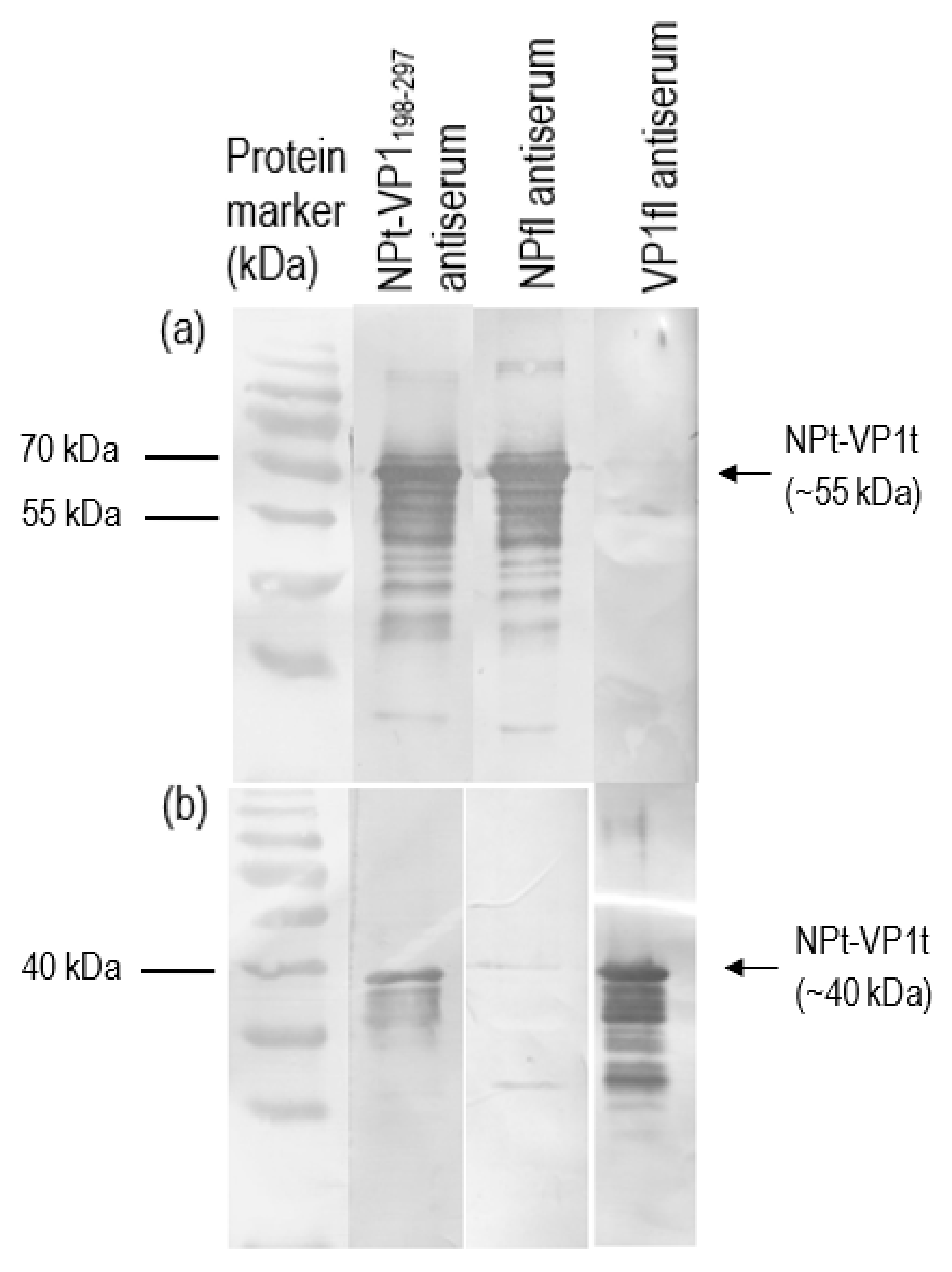 Vaccines 08 00742 g011