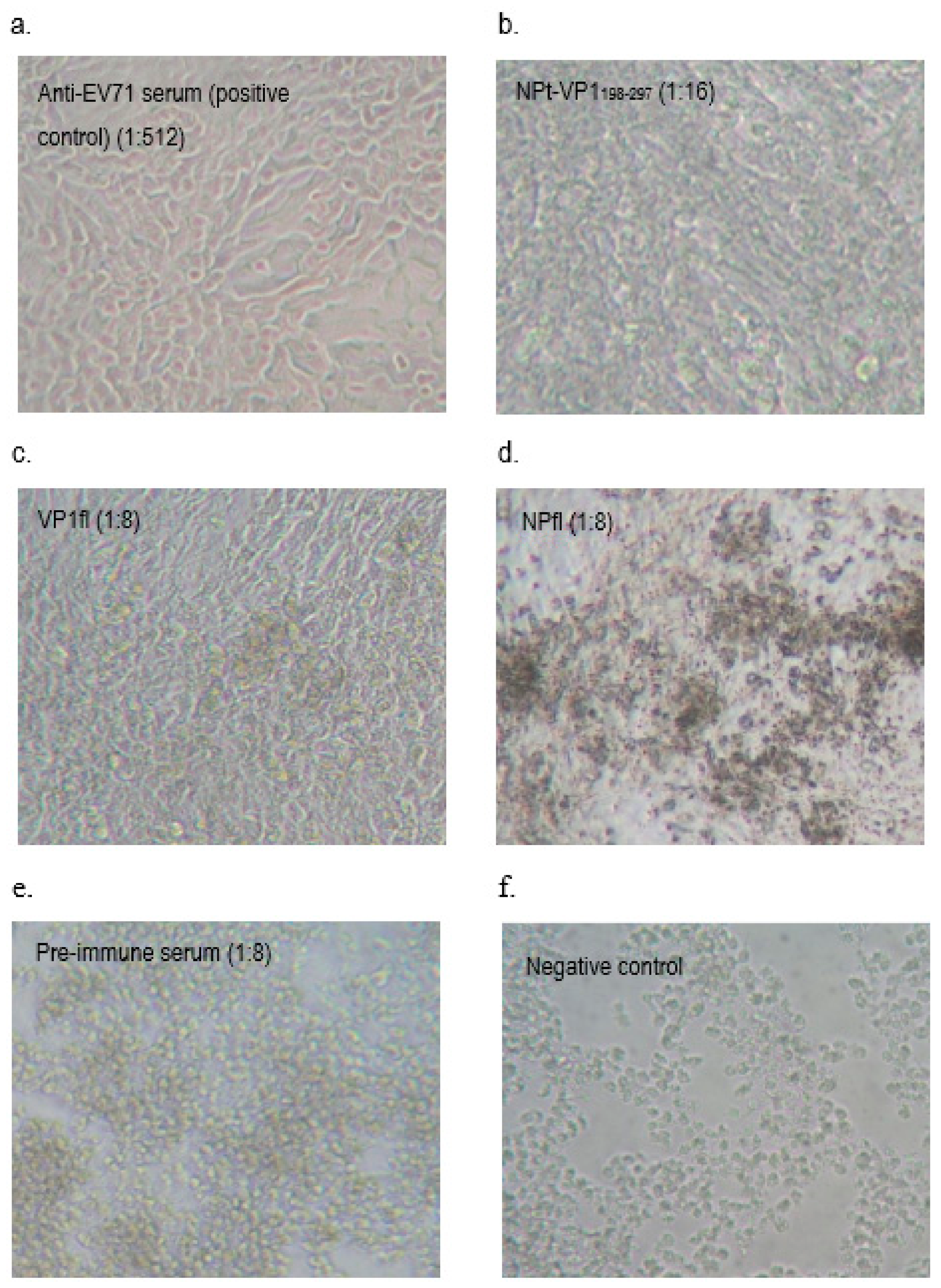 Vaccines 08 00742 g012