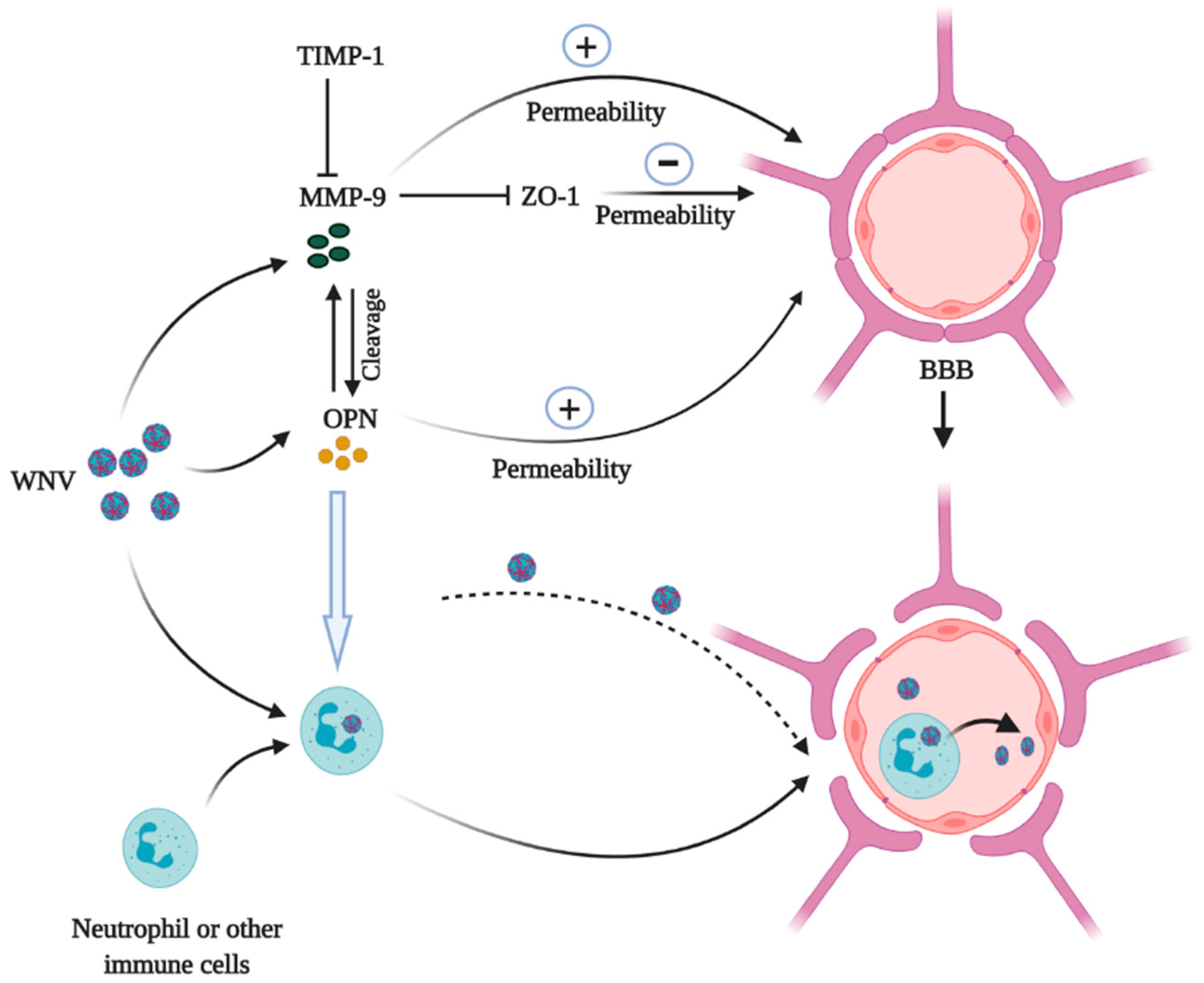 Vaccines 08 00748 g004 Vaccines 08 00748 g004