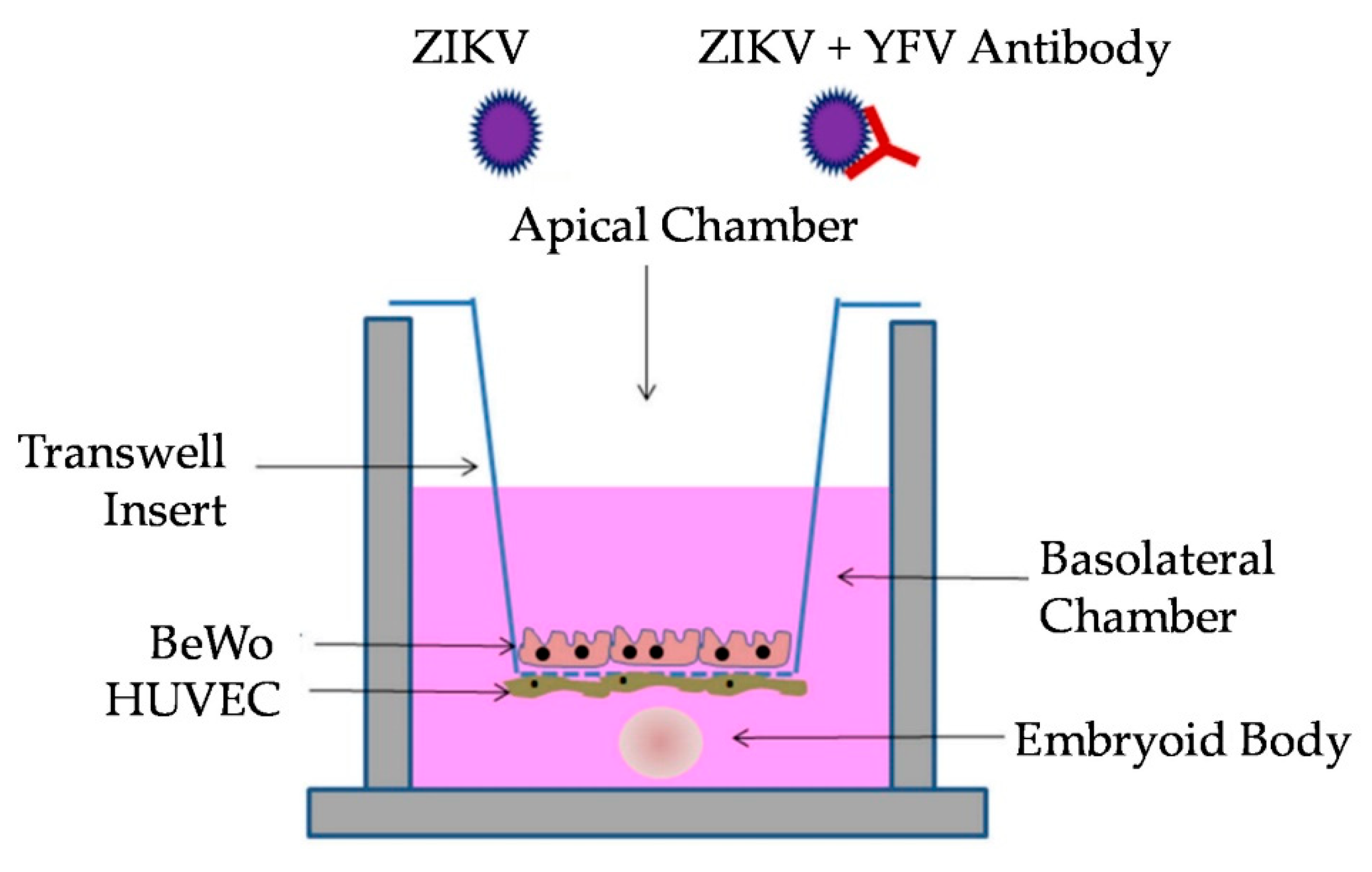 Vaccines 08 00752 g001 Vaccines 08 00752 g001