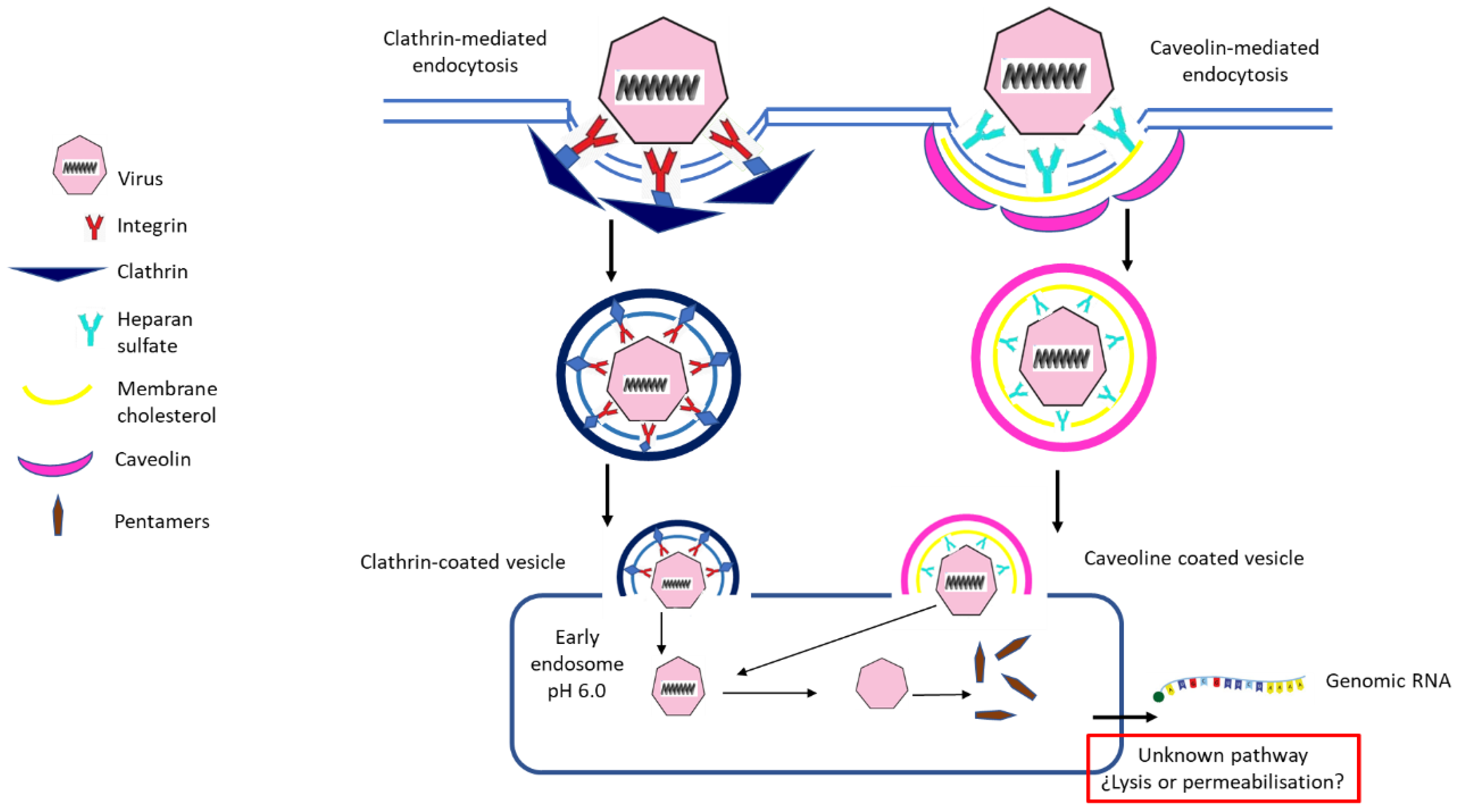 Vaccines 08 00764 g001 Vaccines 08 00764 g001