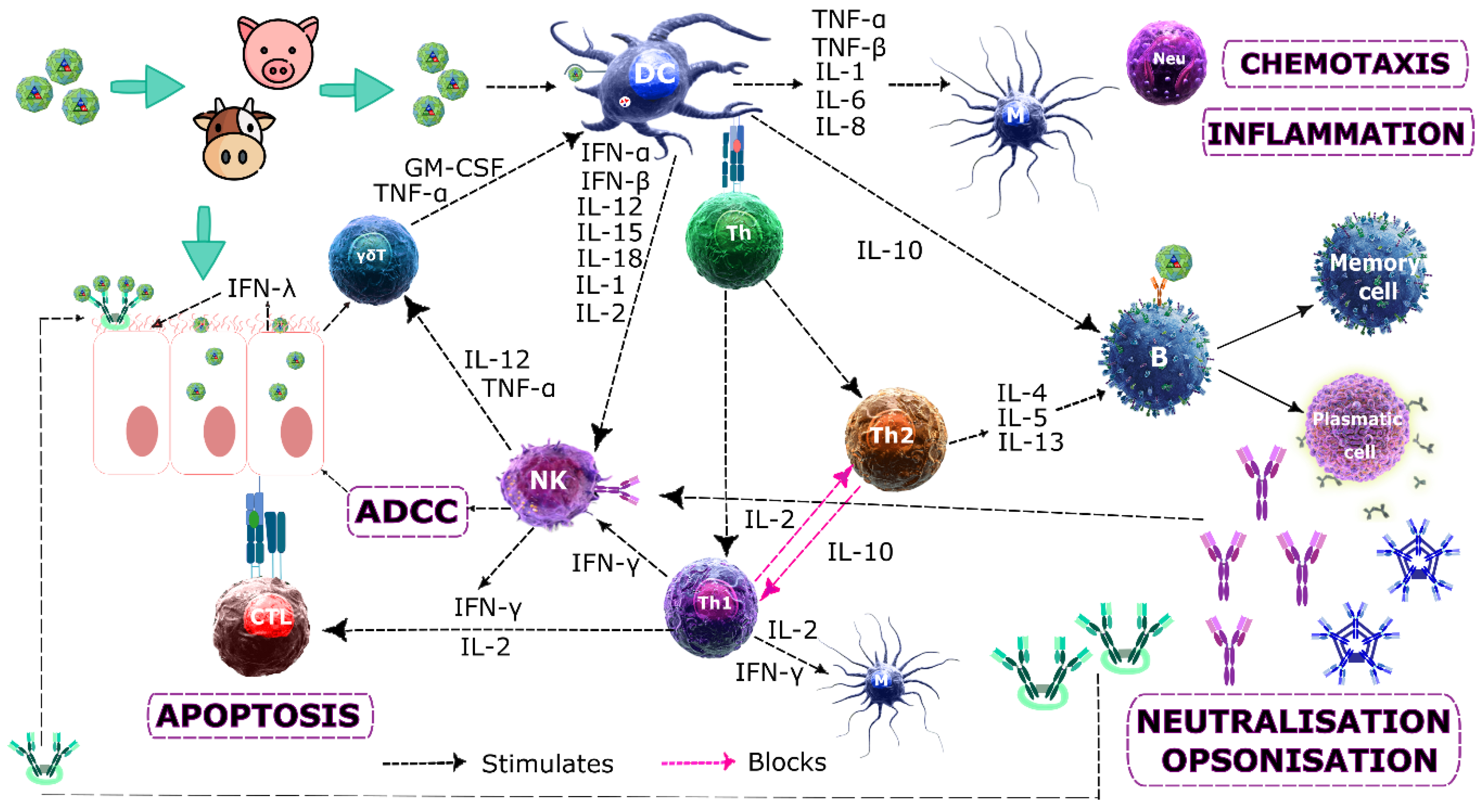Vaccines 08 00764 g003 Vaccines 08 00764 g003