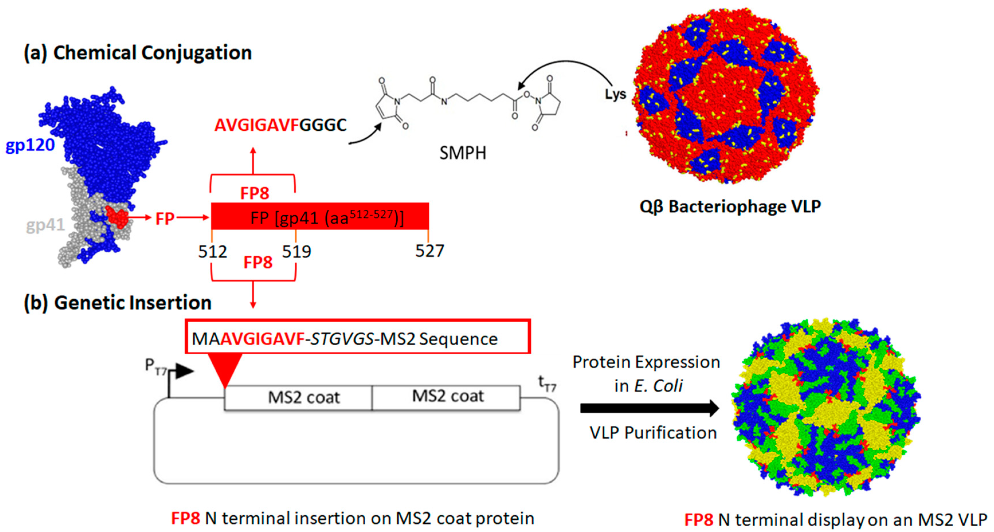 Антитела против ВИЧ. Пептид слияния gp41. Glycosylation of HIV-1 Envelope Proteins. Virus like Particles orf2 PCV-2. Like virus