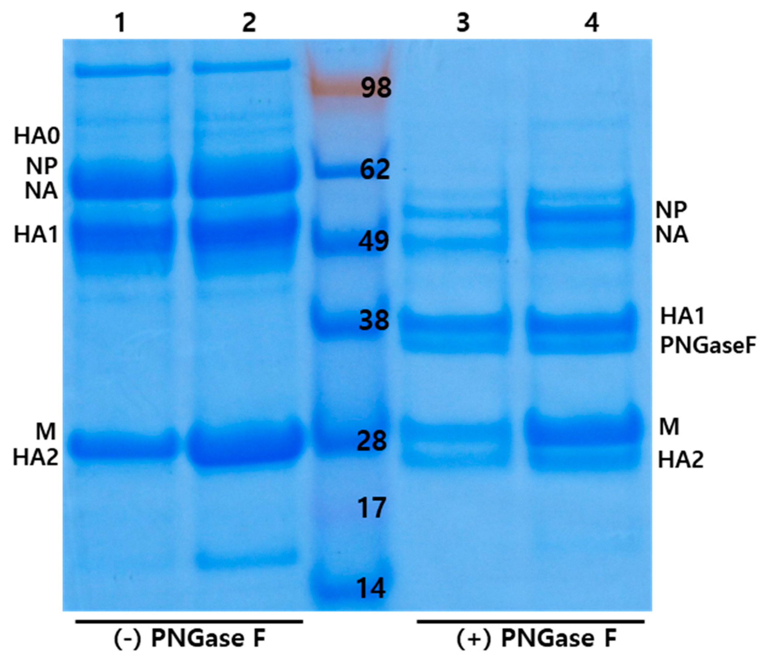 Vaccines 08 00781 g002