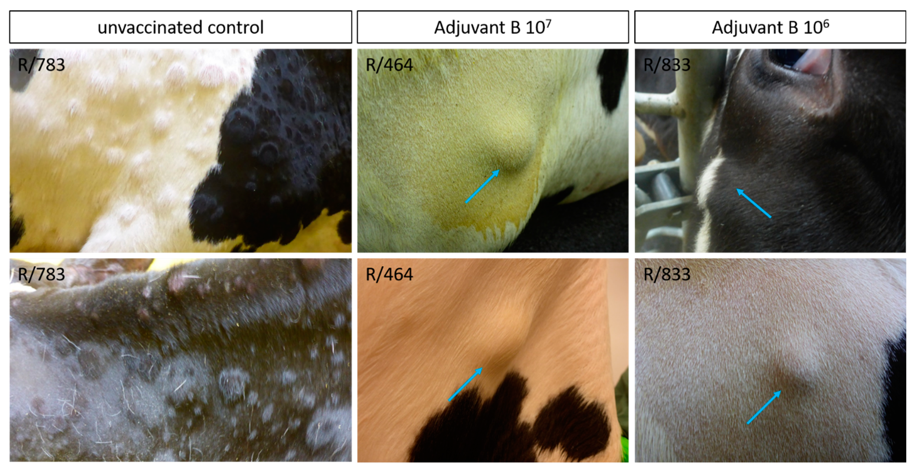 Vaccines 09 00004 g009 Vaccines 09 00004 g009