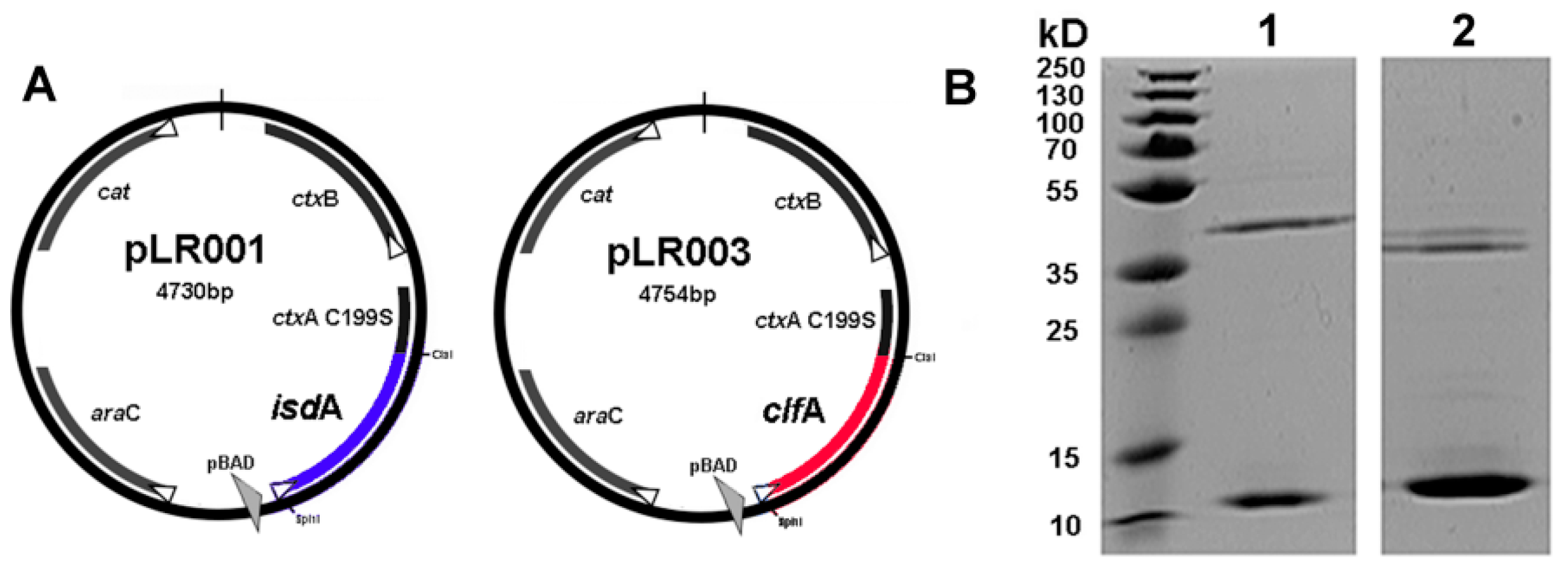 Vaccines 09 00006 g001