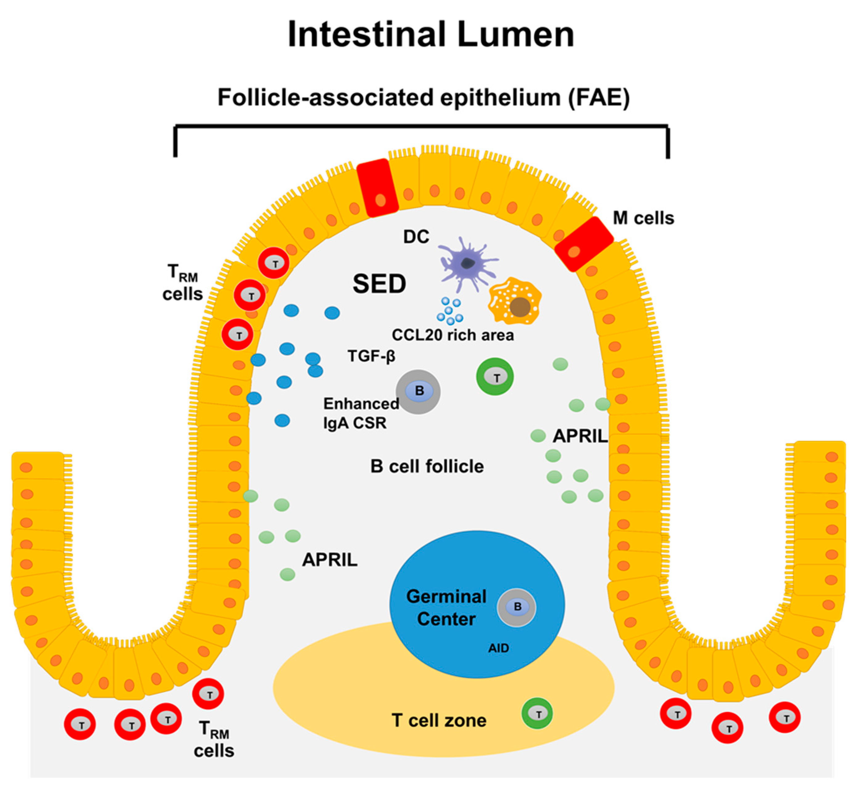 Antigen presentation by lung epithelial cells directs CD4+ TRM cell  function and regulates barrier immunity