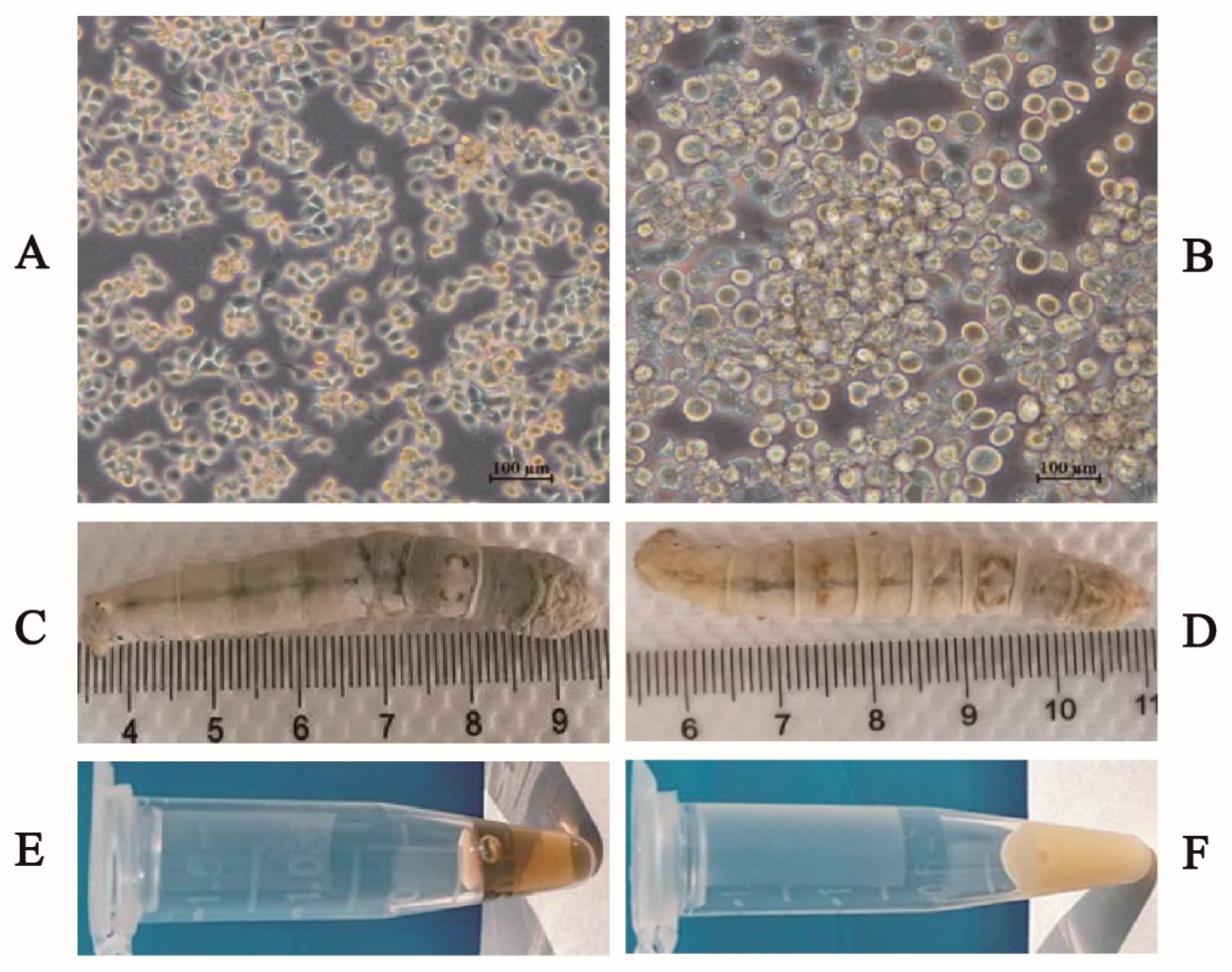 Vaccines 09 00041 g002