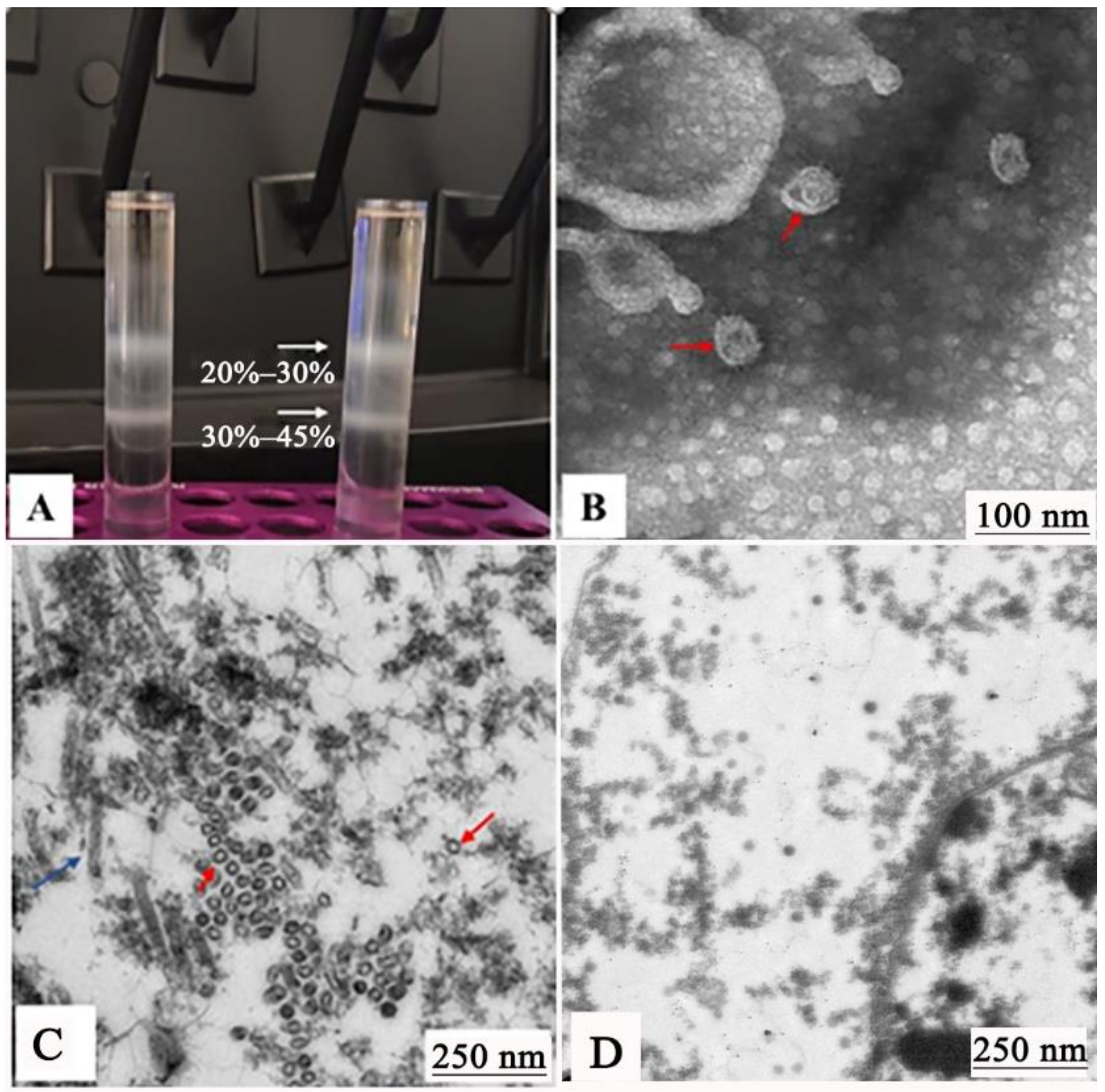 Vaccines 09 00053 g004