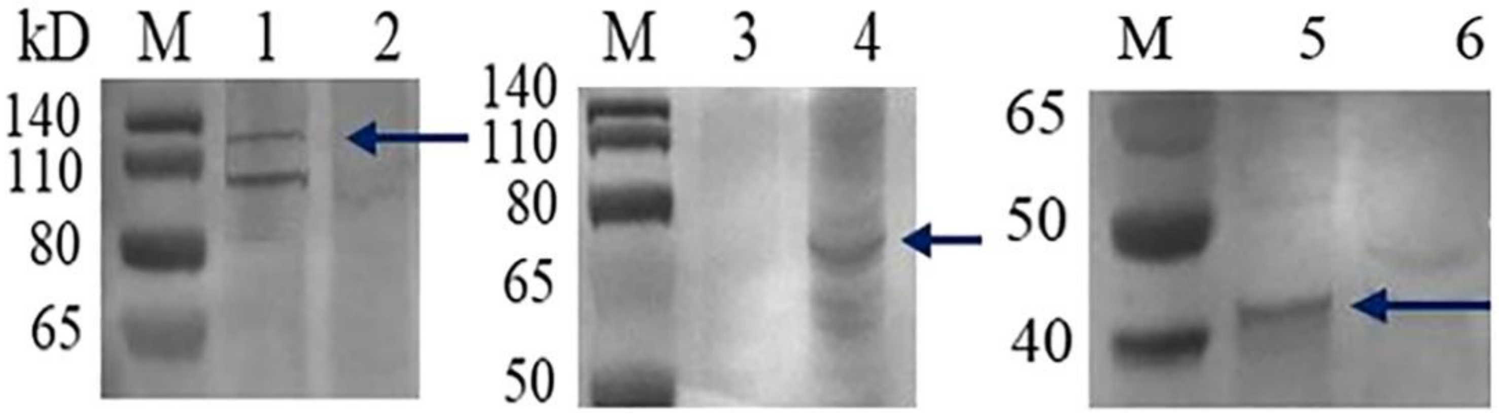 Vaccines 09 00053 g005