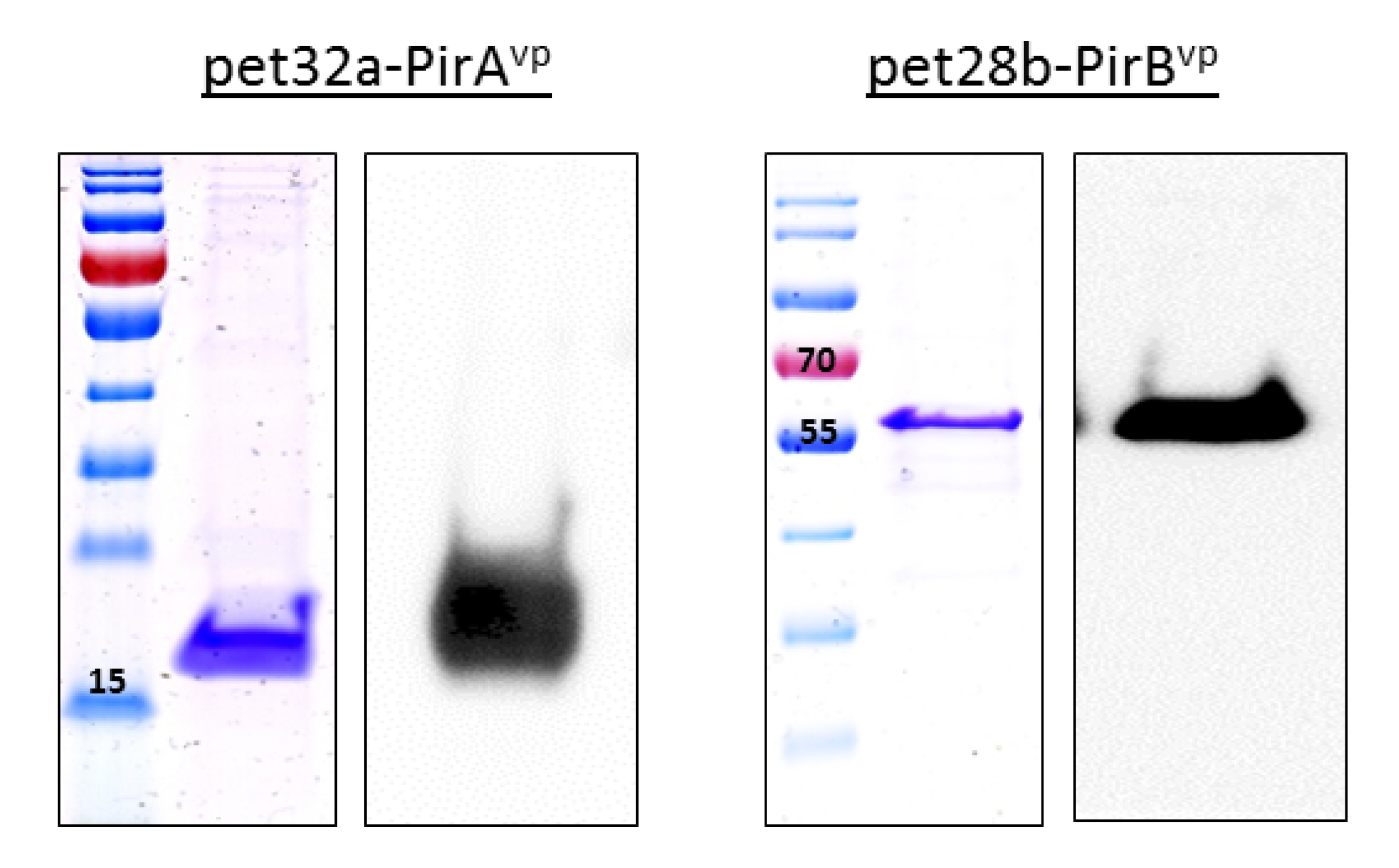 Vaccines 09 00055 g001 Vaccines 09 00055 g001