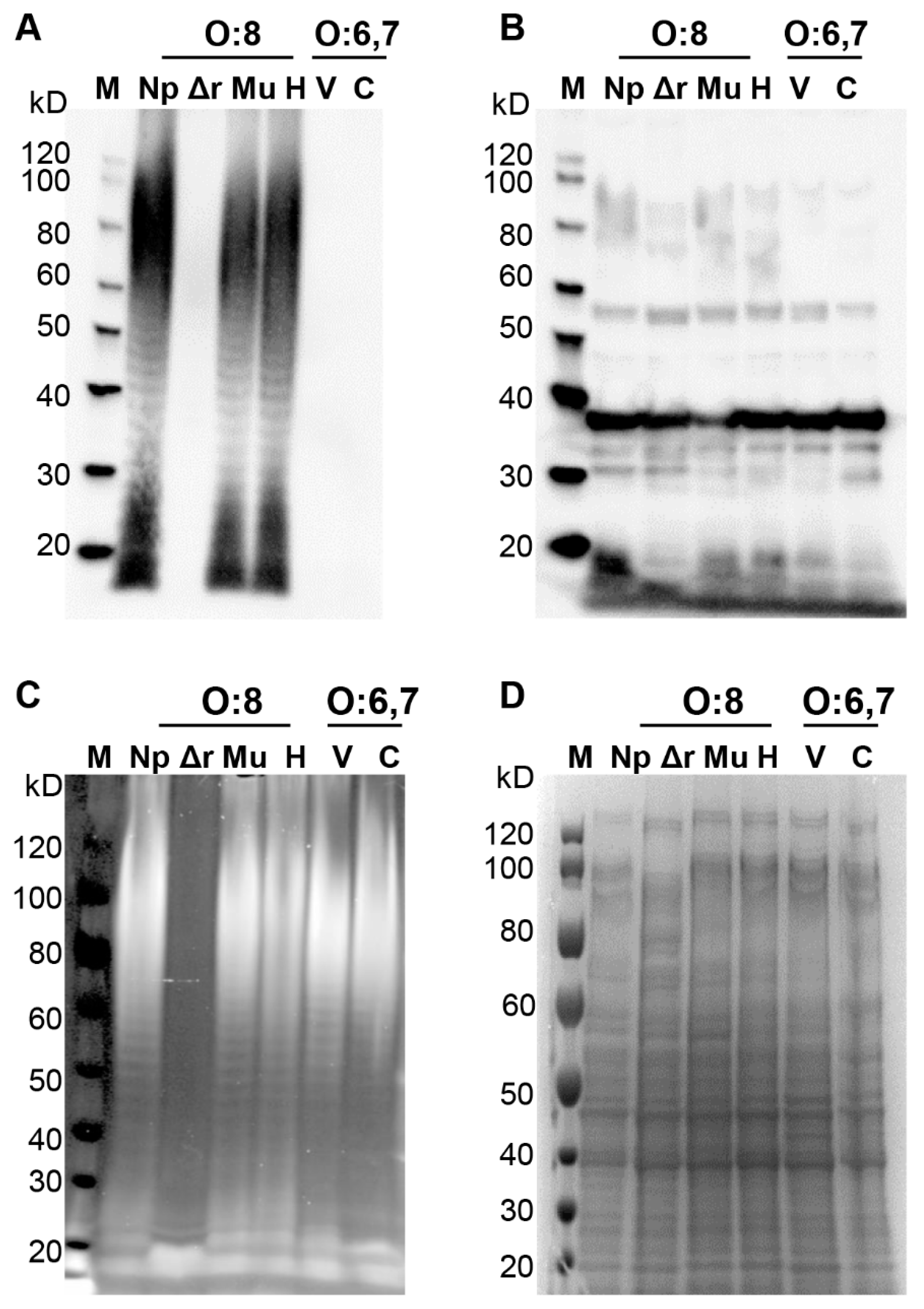 Vaccines 09 00057 g003 Vaccines 09 00057 g003