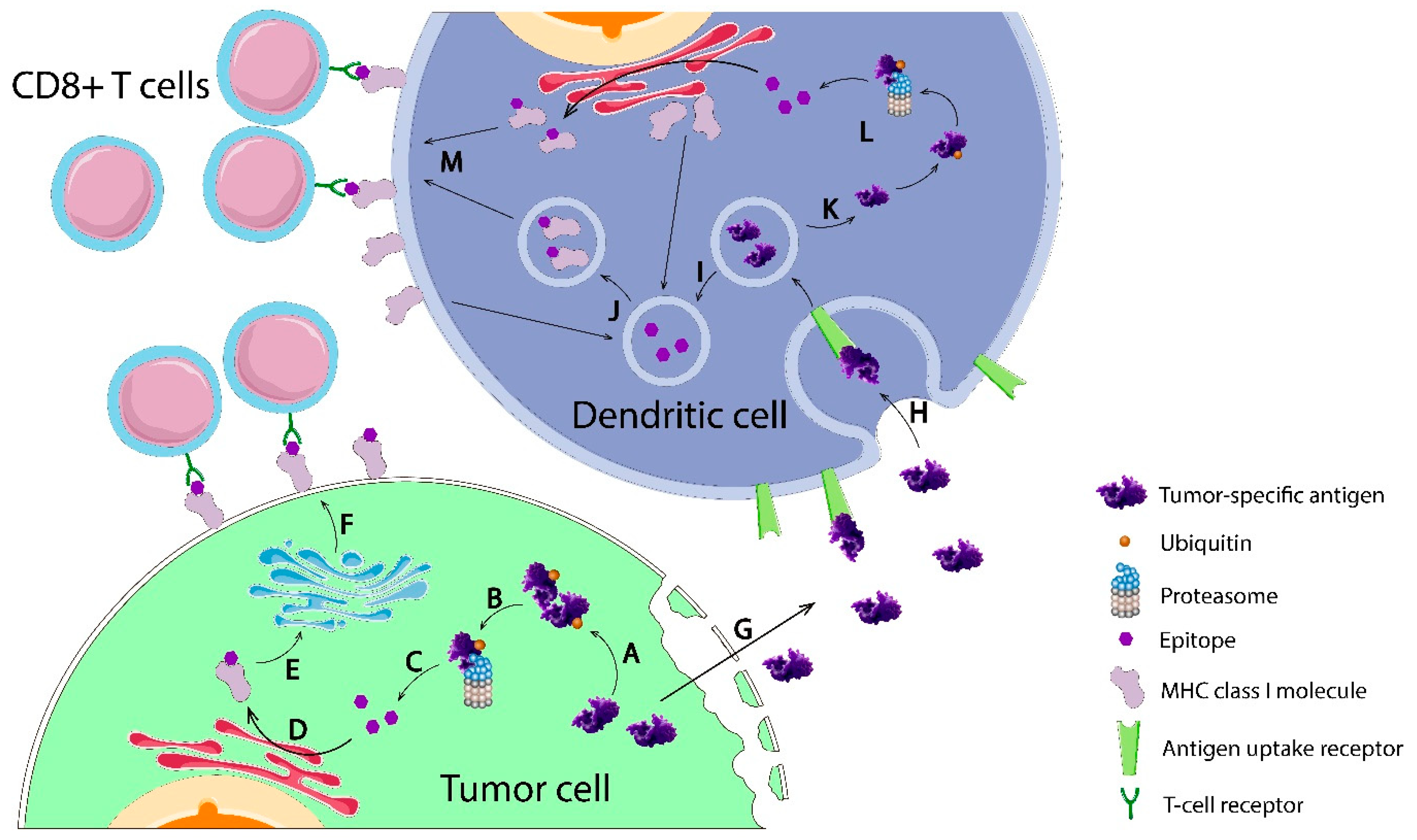 Vaccines Free FullText Cancer Vaccines Antigen Selection Strategy