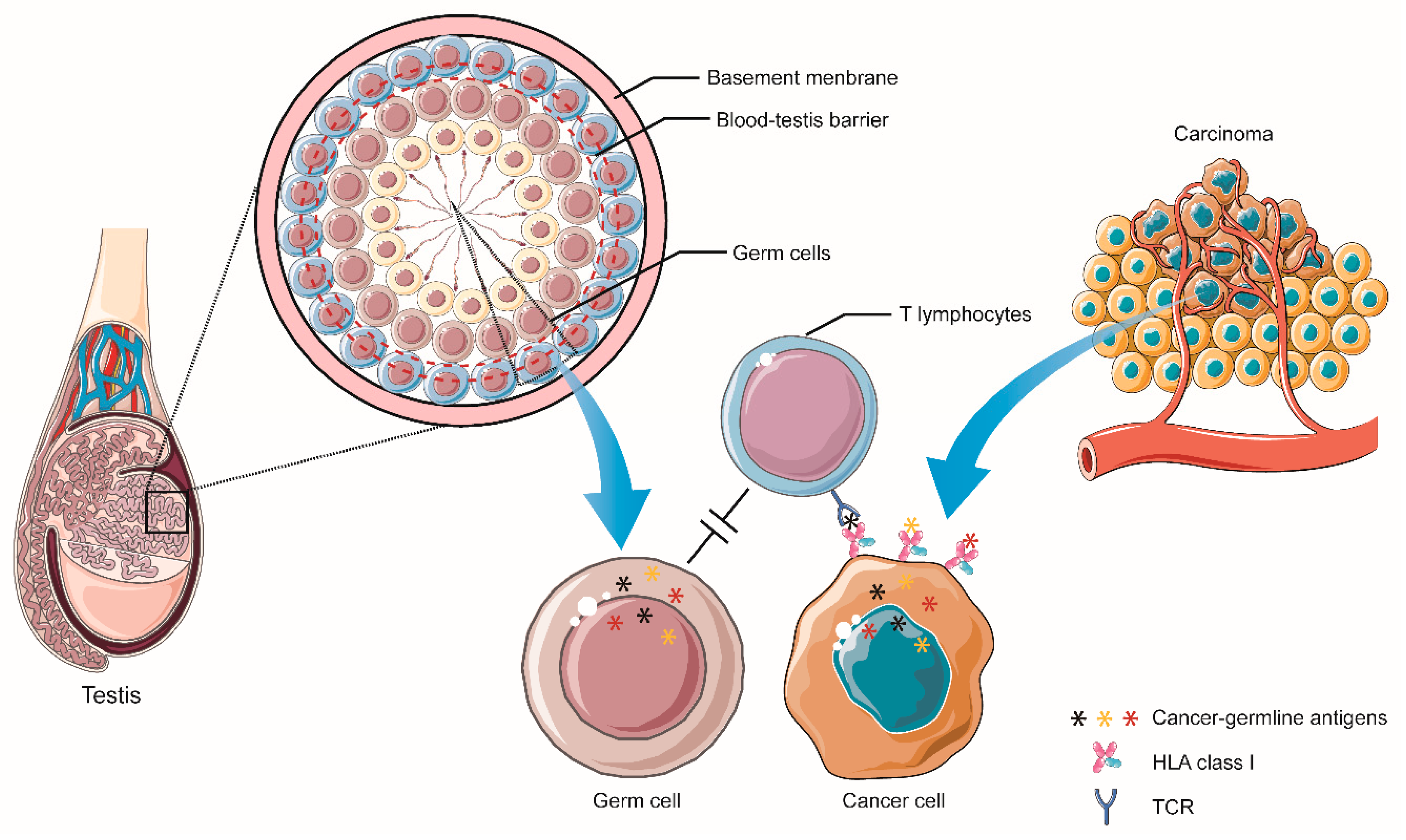 Vaccines 09 00085 g003 Vaccines 09 00085 g003