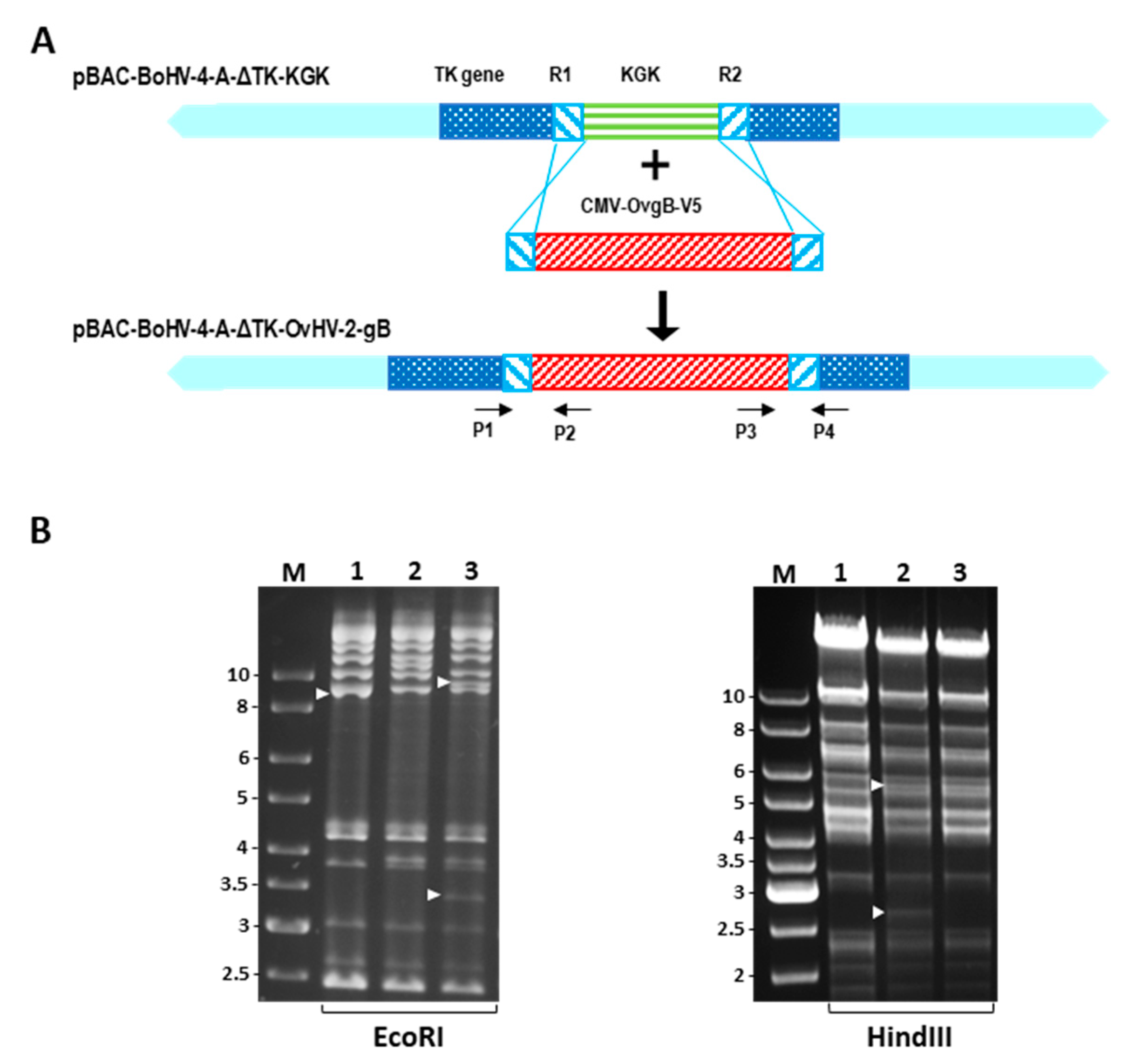 Vaccines 09 00090 g001