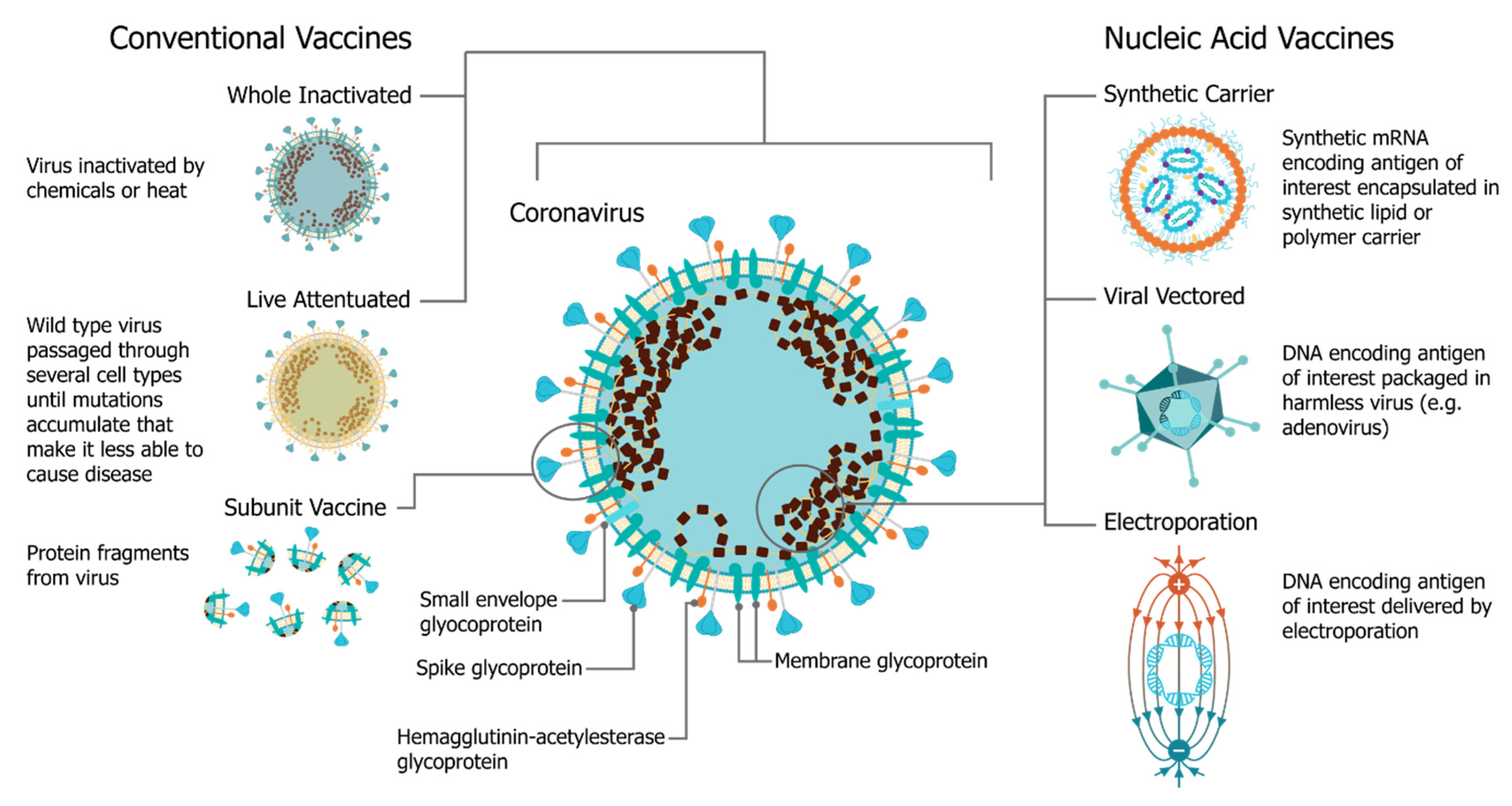 Vaccines Free Full Text An Update On Self Amplifying Mrna Vaccine Development Html