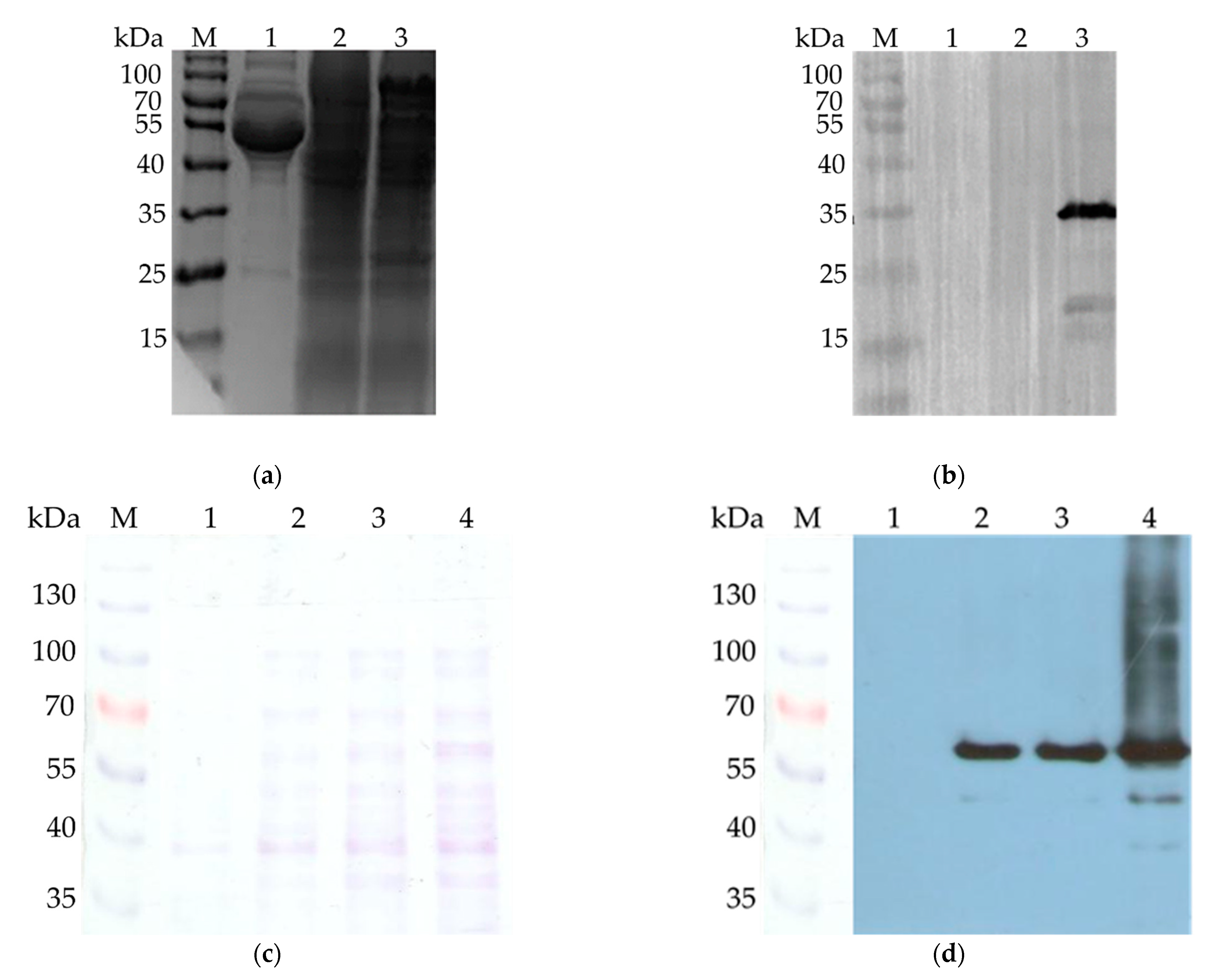 Vaccines 09 00098 g001 Vaccines 09 00098 g001