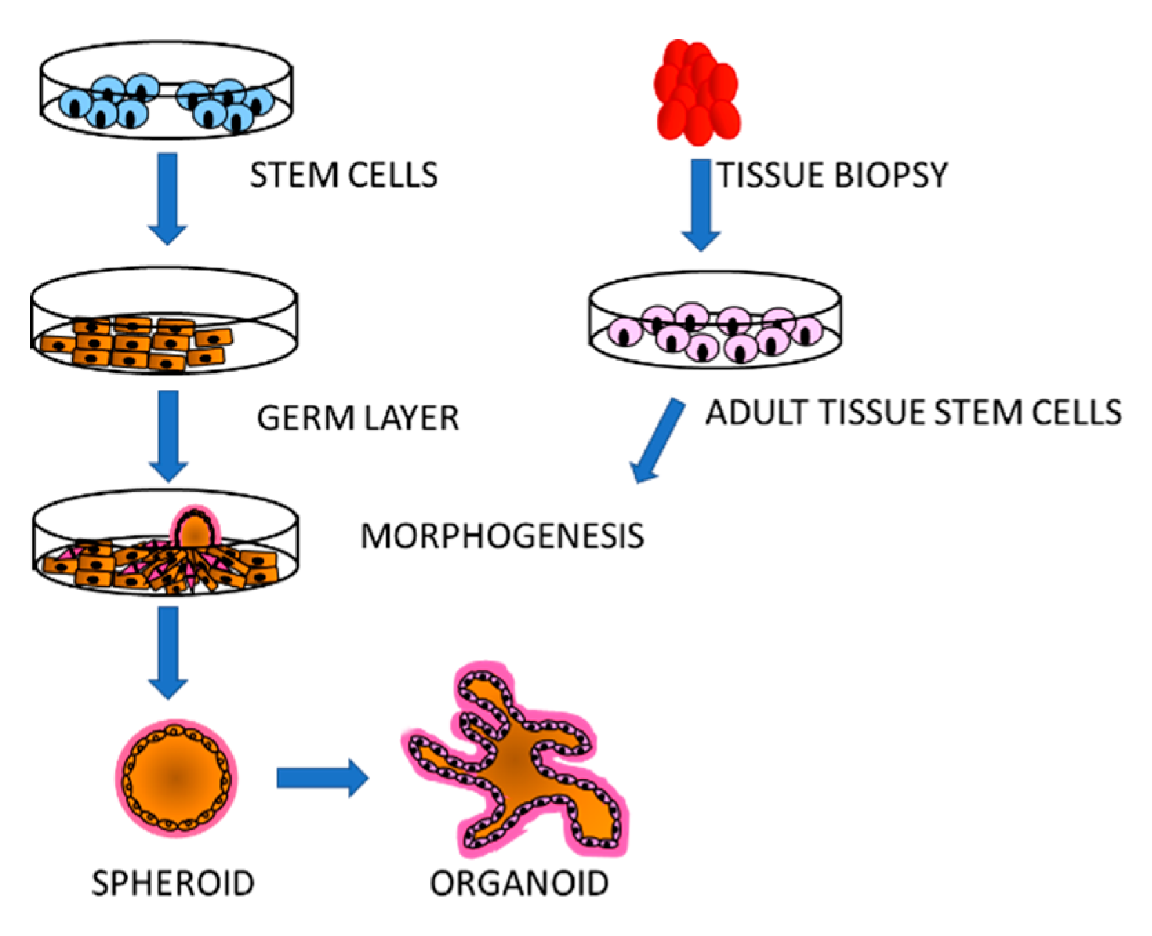 Vaccines 09 00105 g002 Vaccines 09 00105 g002