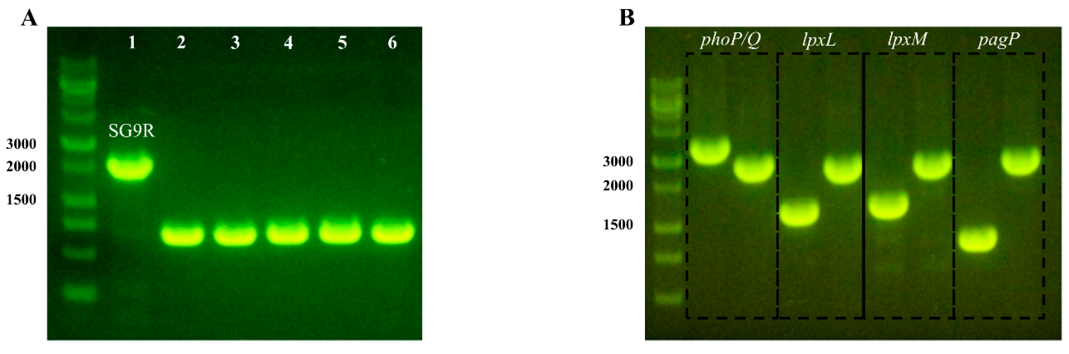 Vaccines 09 00122 g001 Vaccines 09 00122 g001