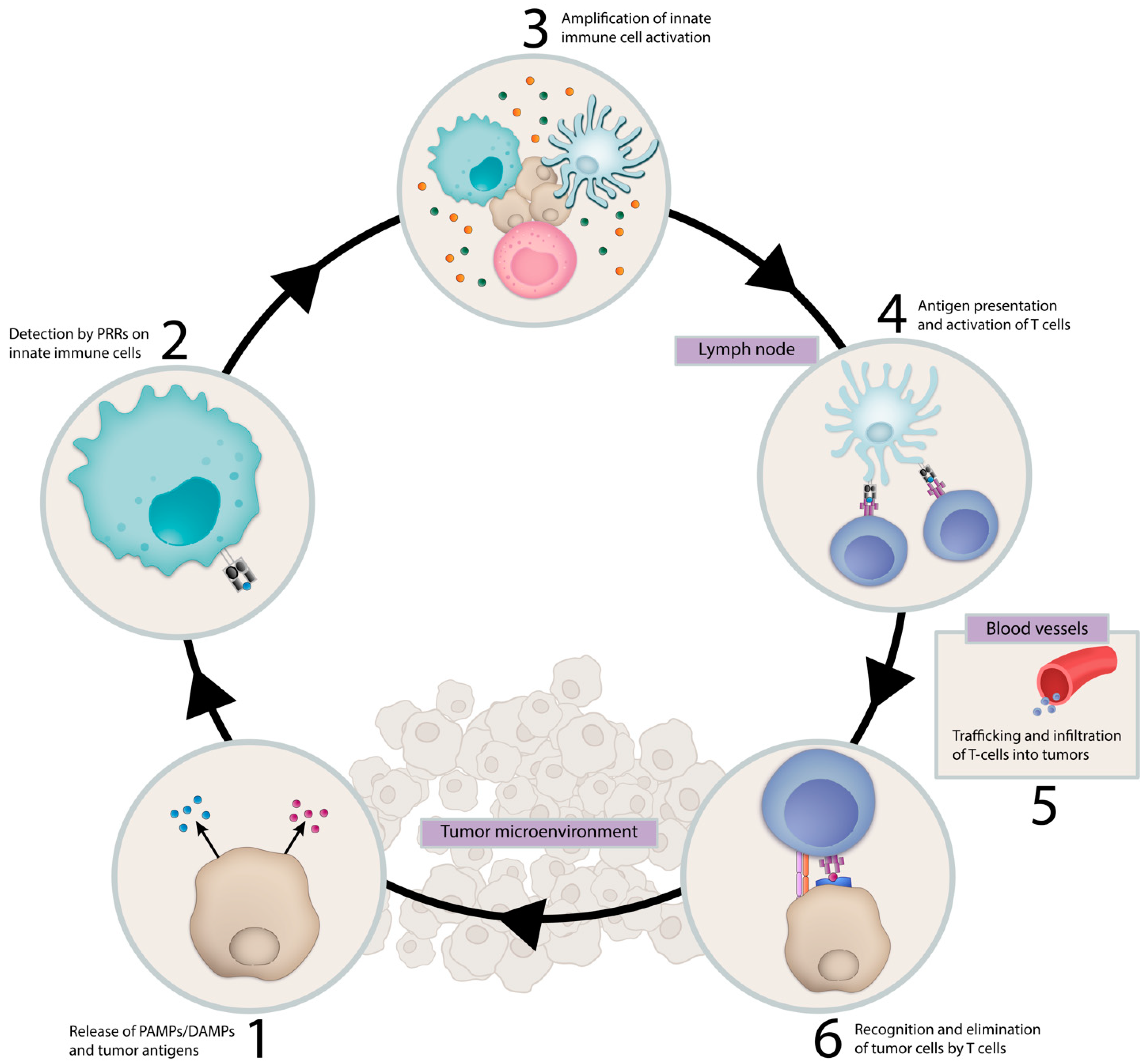 vaccines free full text targeting innate immunity in cancer therapy html