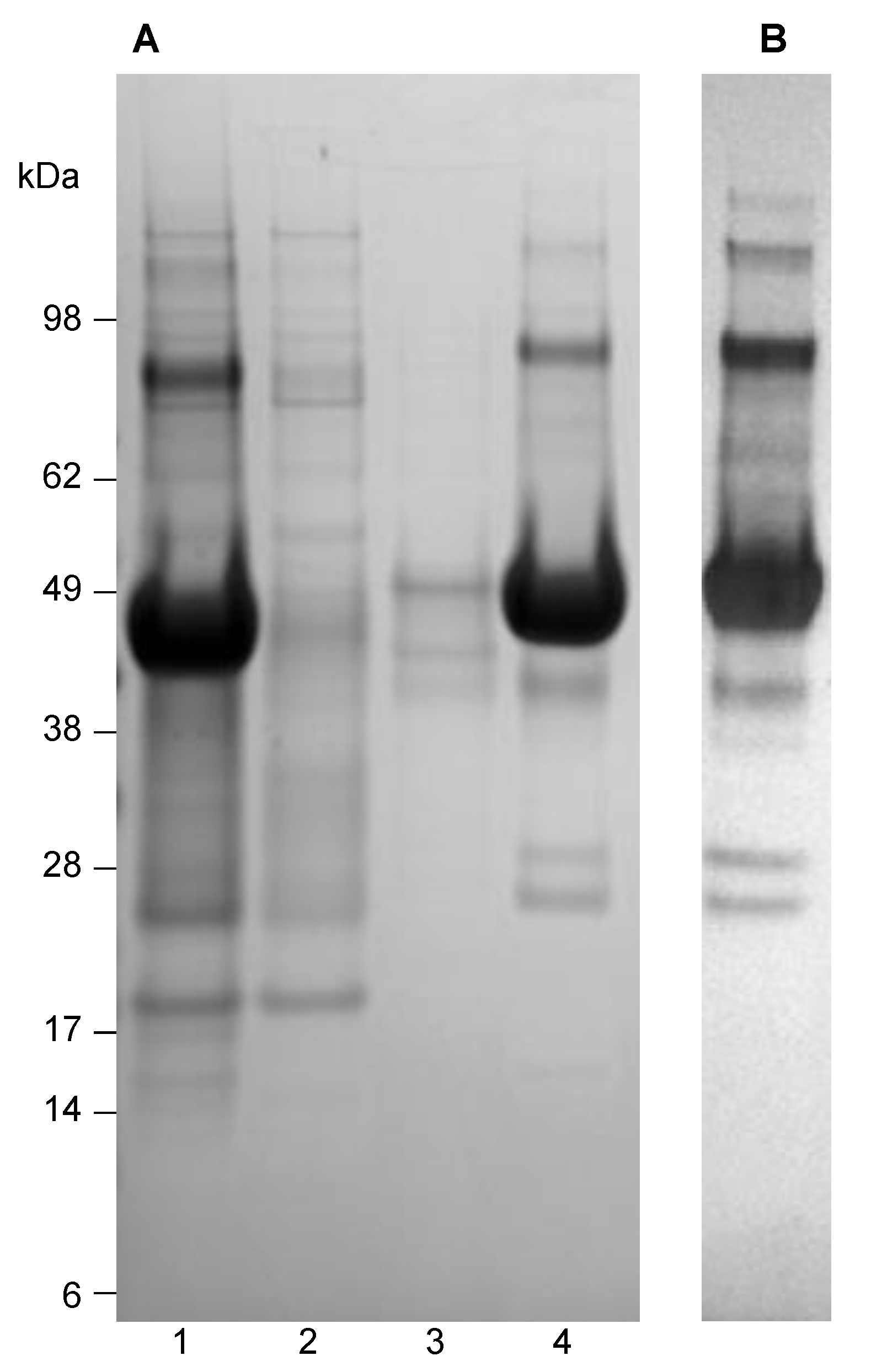 Vaccines 09 00157 g001 Vaccines 09 00157 g001