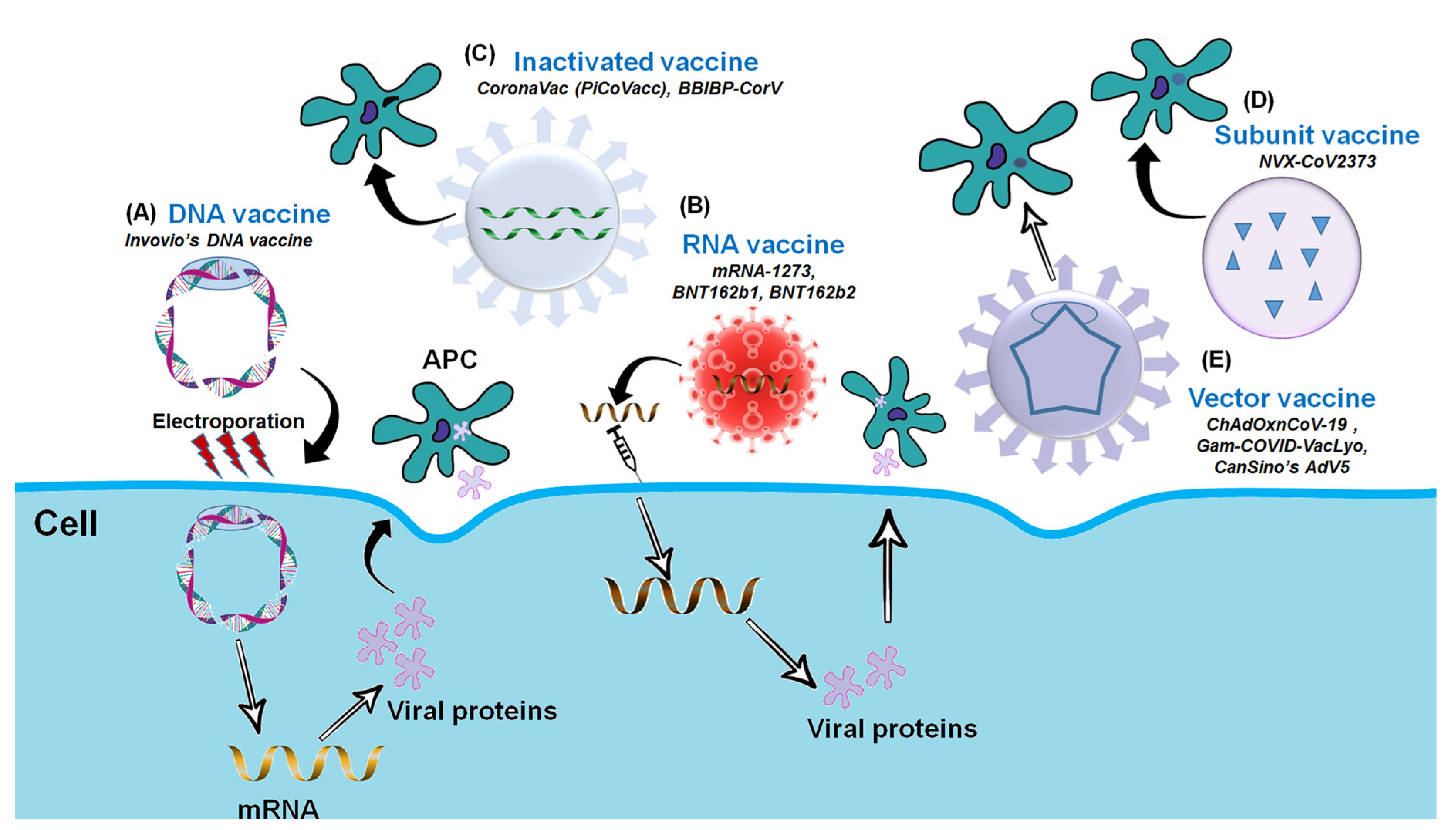 Vaccines 09 00171 g002 Vaccines 09 00171 g002