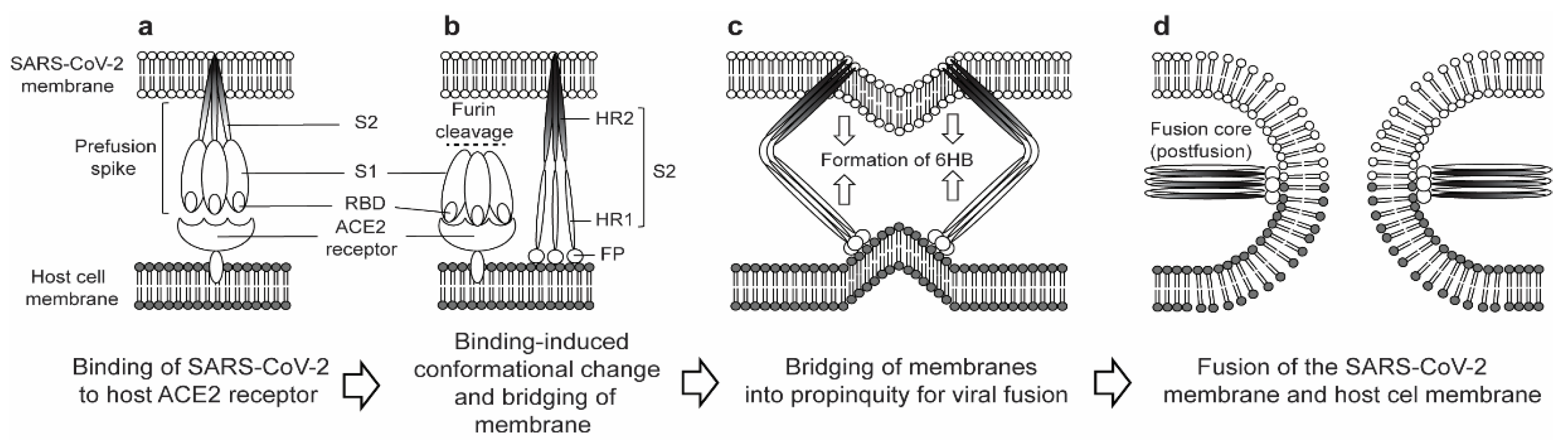 Vaccines 09 00178 g002 Vaccines 09 00178 g002