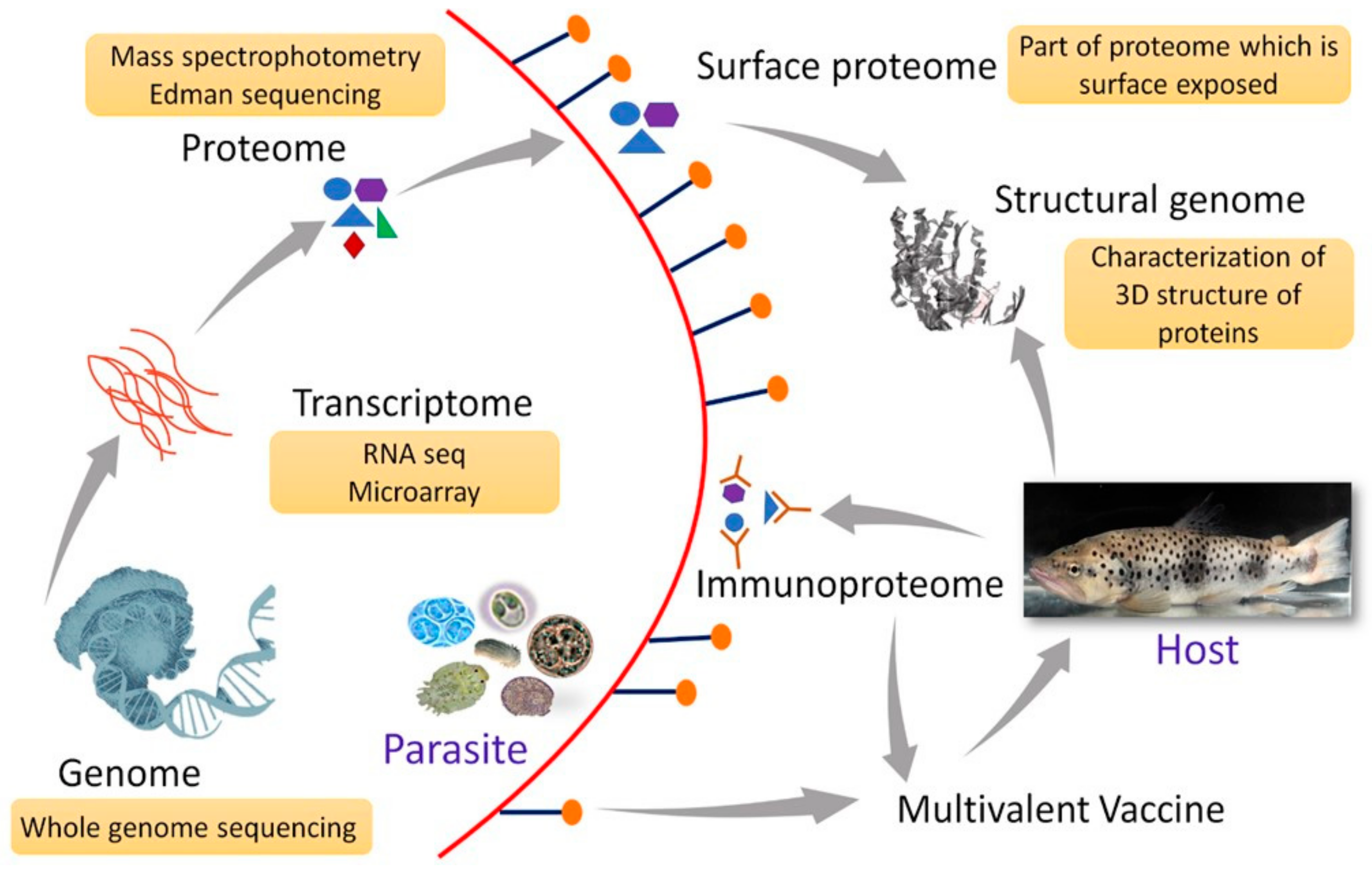 The role played by alternative splicing in antigenic variability in human  endo-parasites, Parasites & Vectors