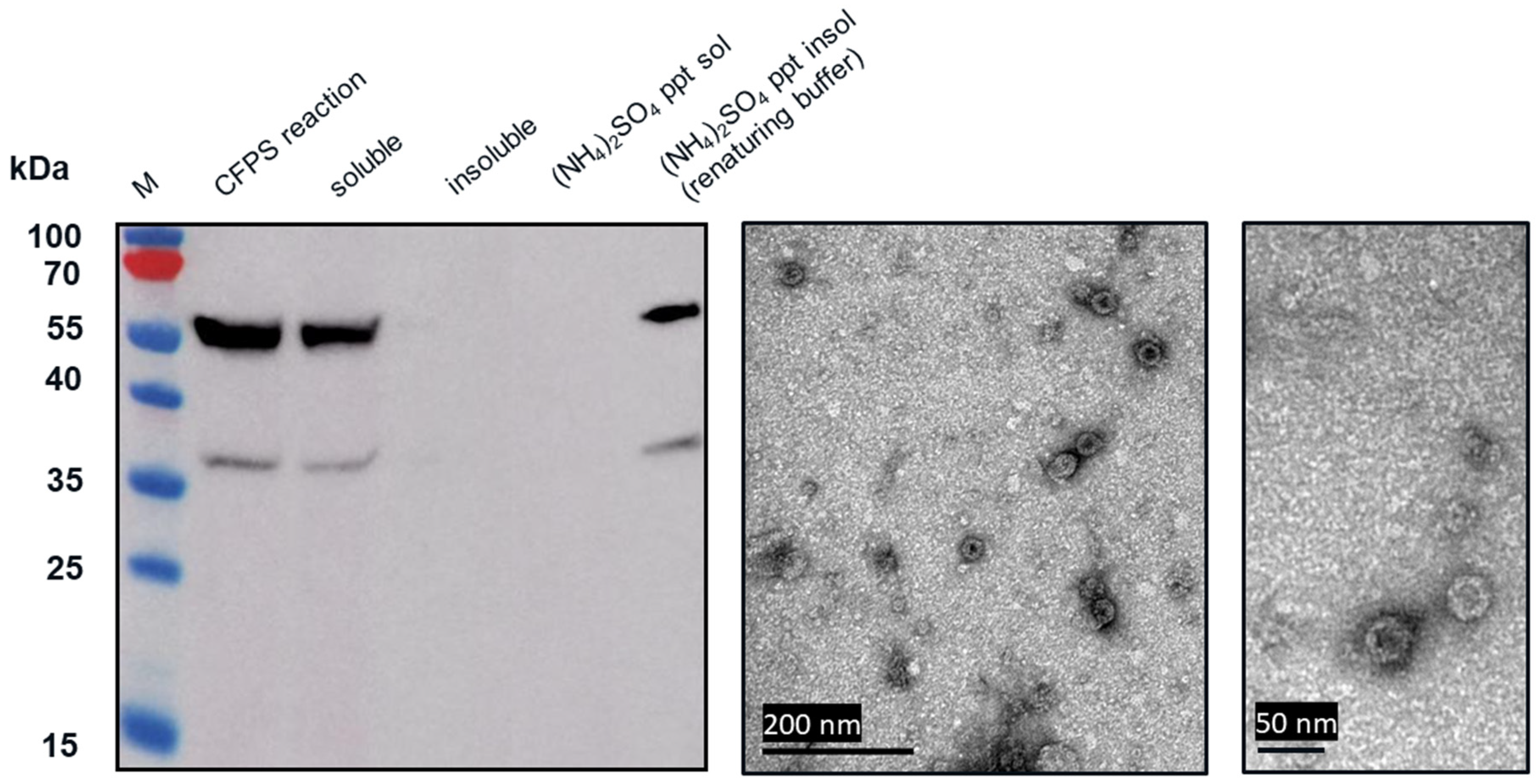 Vaccines 09 00193 g006