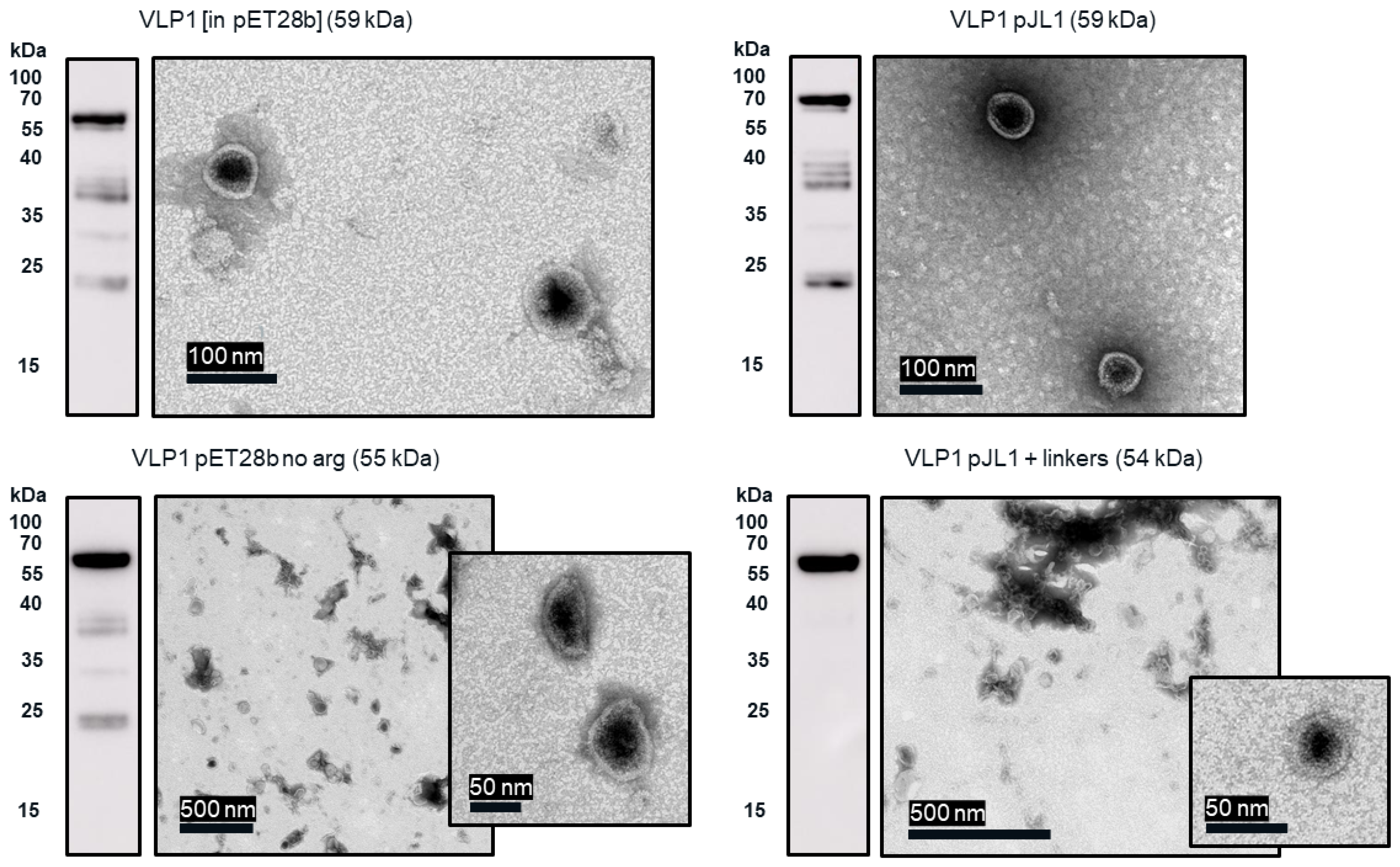 Vaccines 09 00193 g010