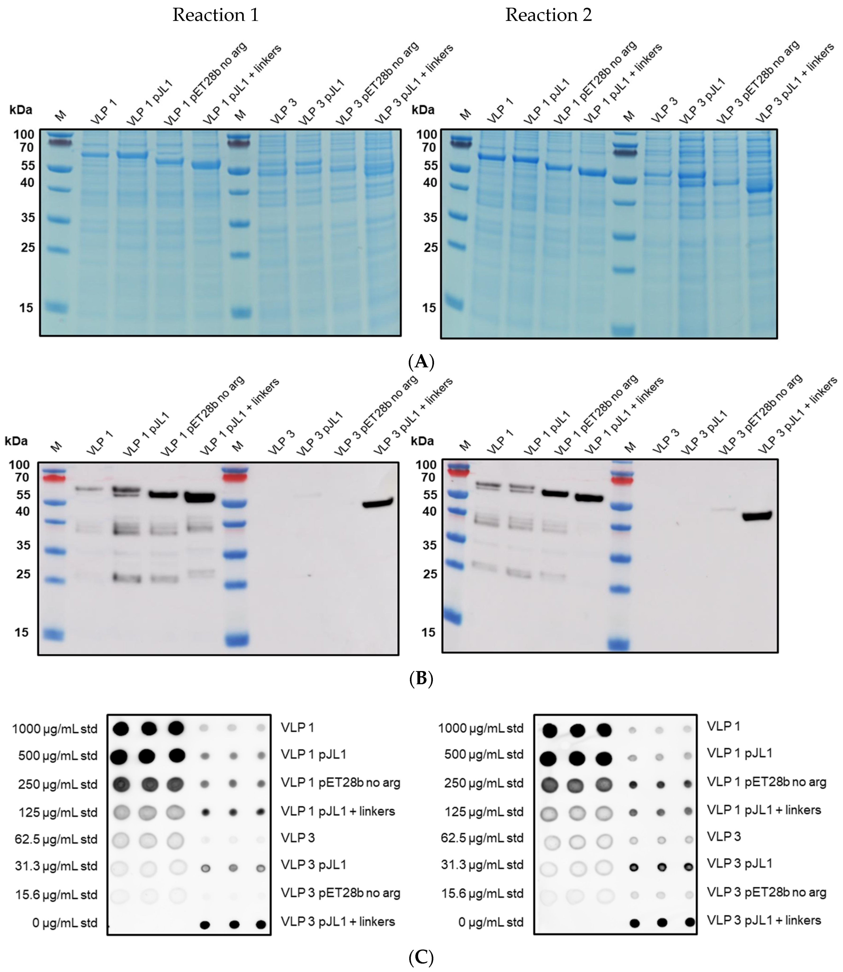 Vaccines 09 00193 g013