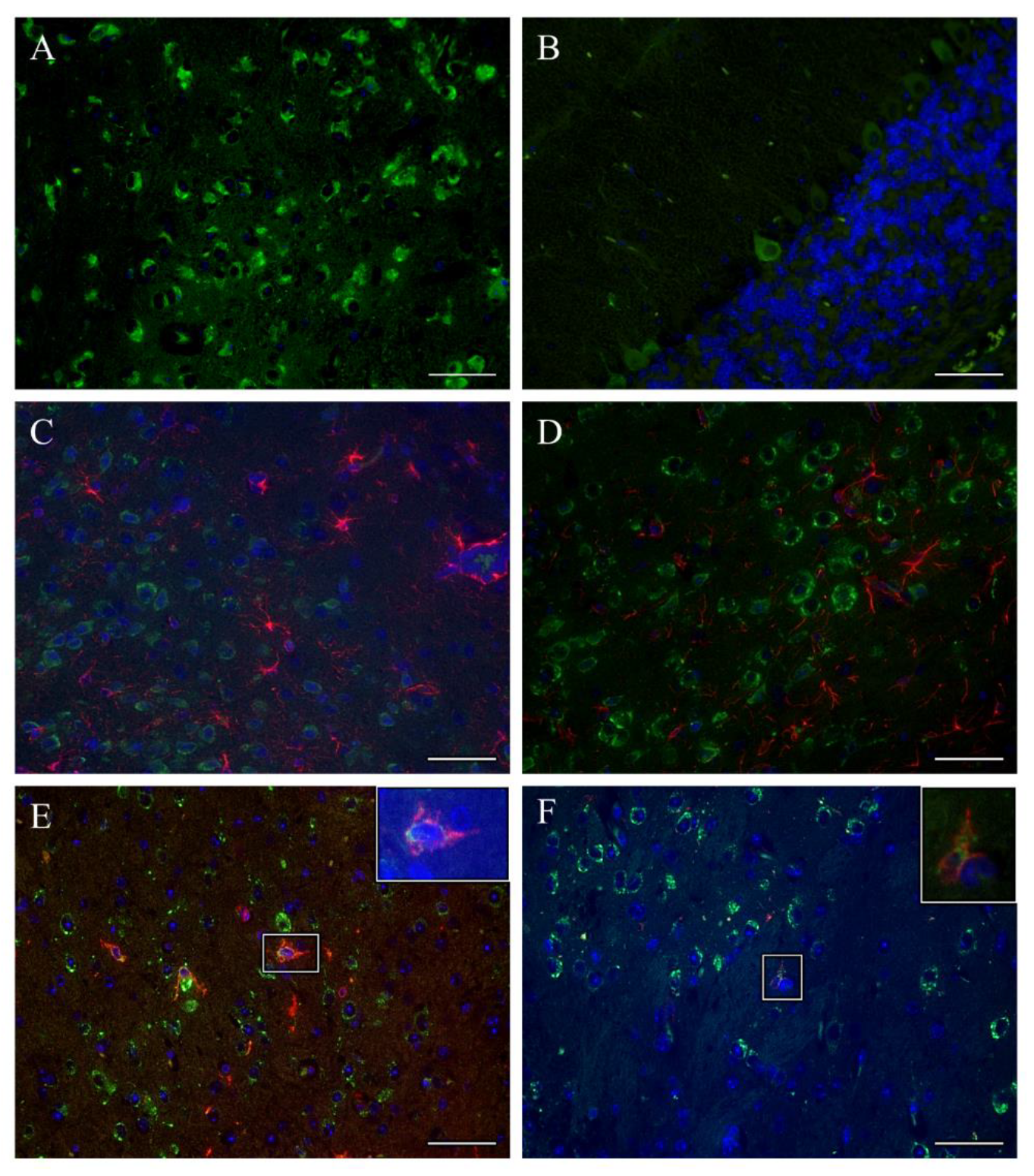 Vaccines 09 00196 g003