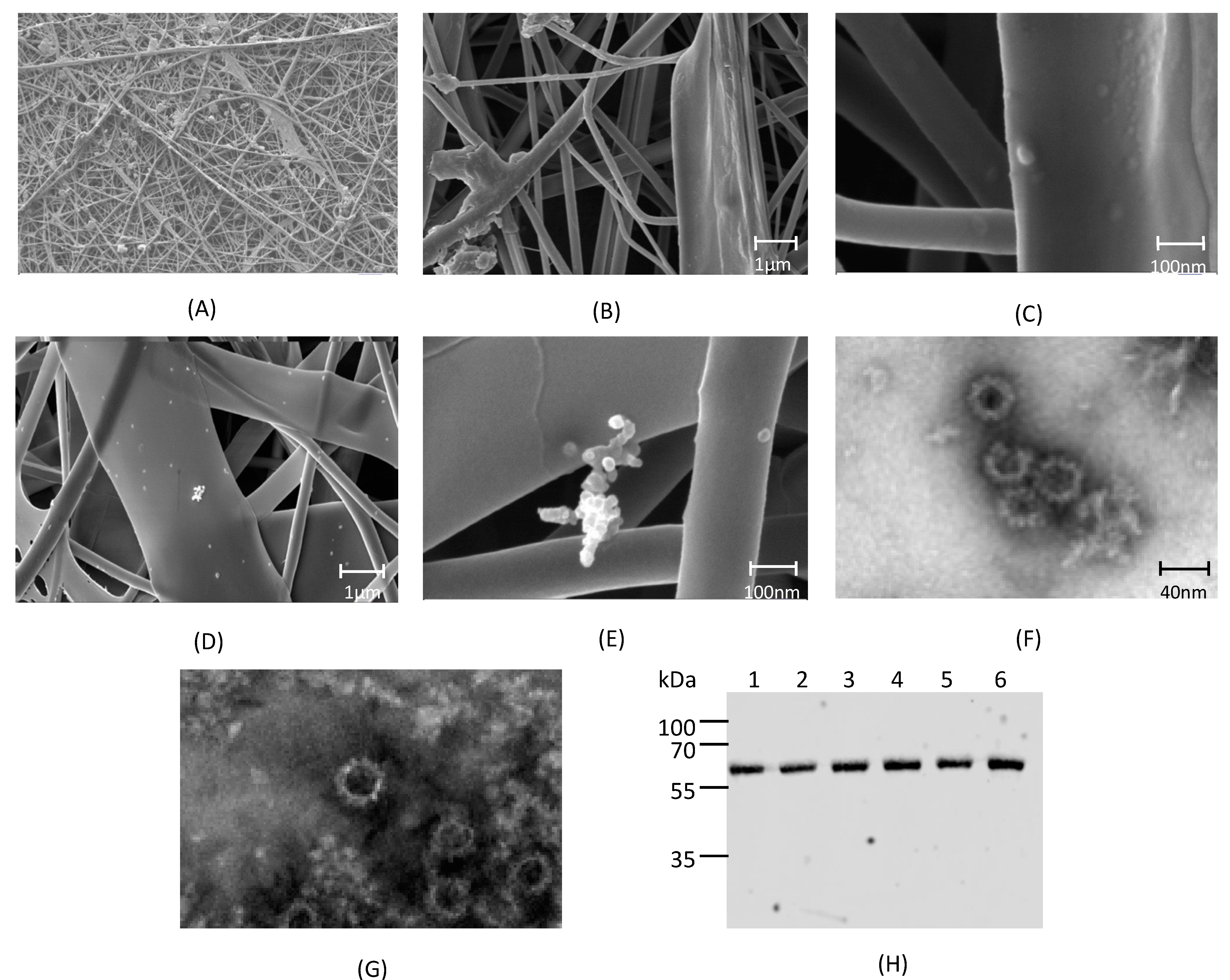 Vaccines 09 00213 g002